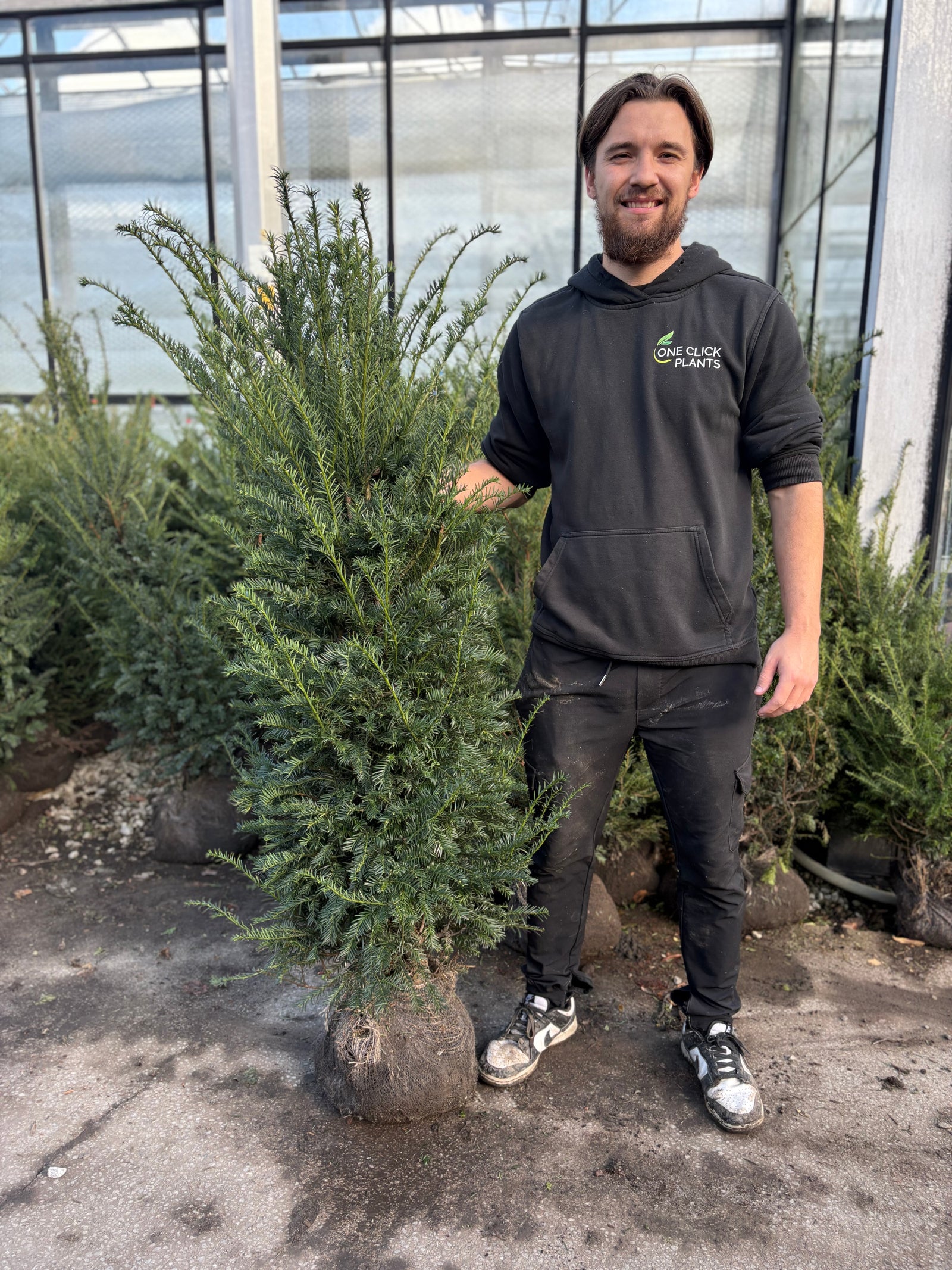 5-6ft Taxus baccata Rootball (150-180cm)