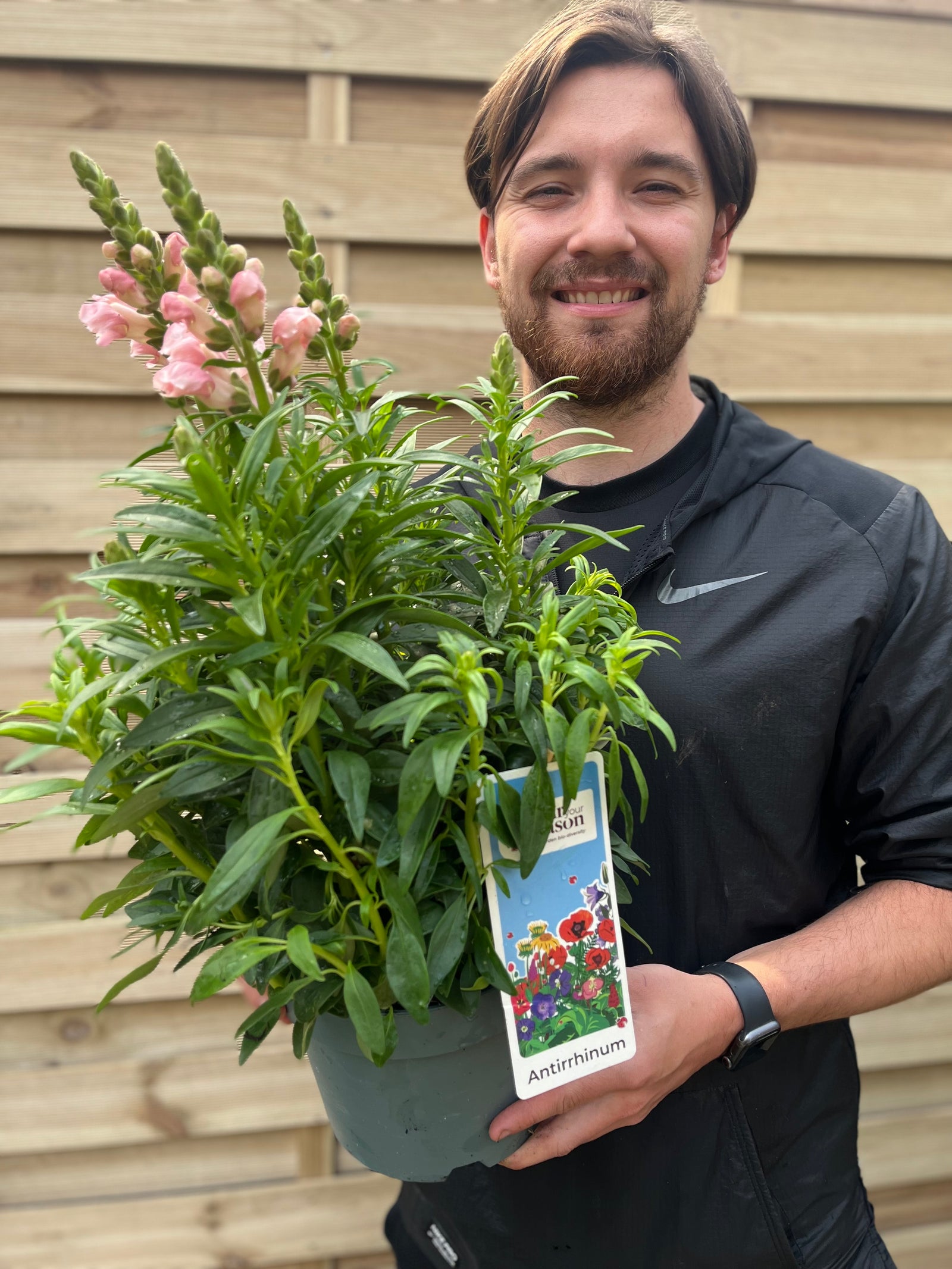 Antirrhinum (Snapdragon) Pink 3L