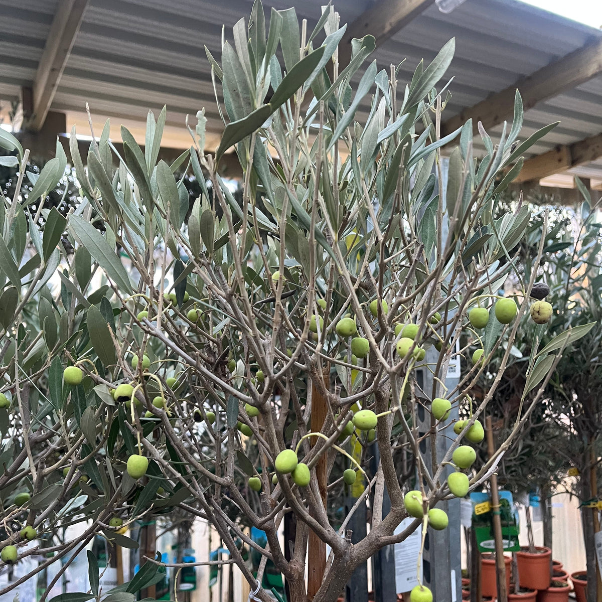 Olive Tree 150-170cm (Second Selection - Reduced to clear)
