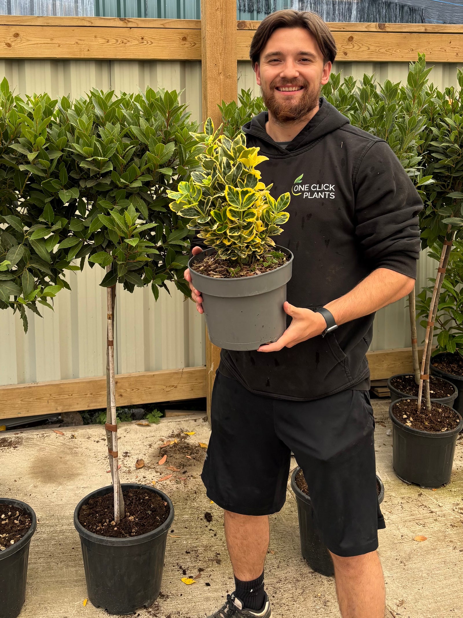 Euonymus japonica 'Marieke' 2L / 5L