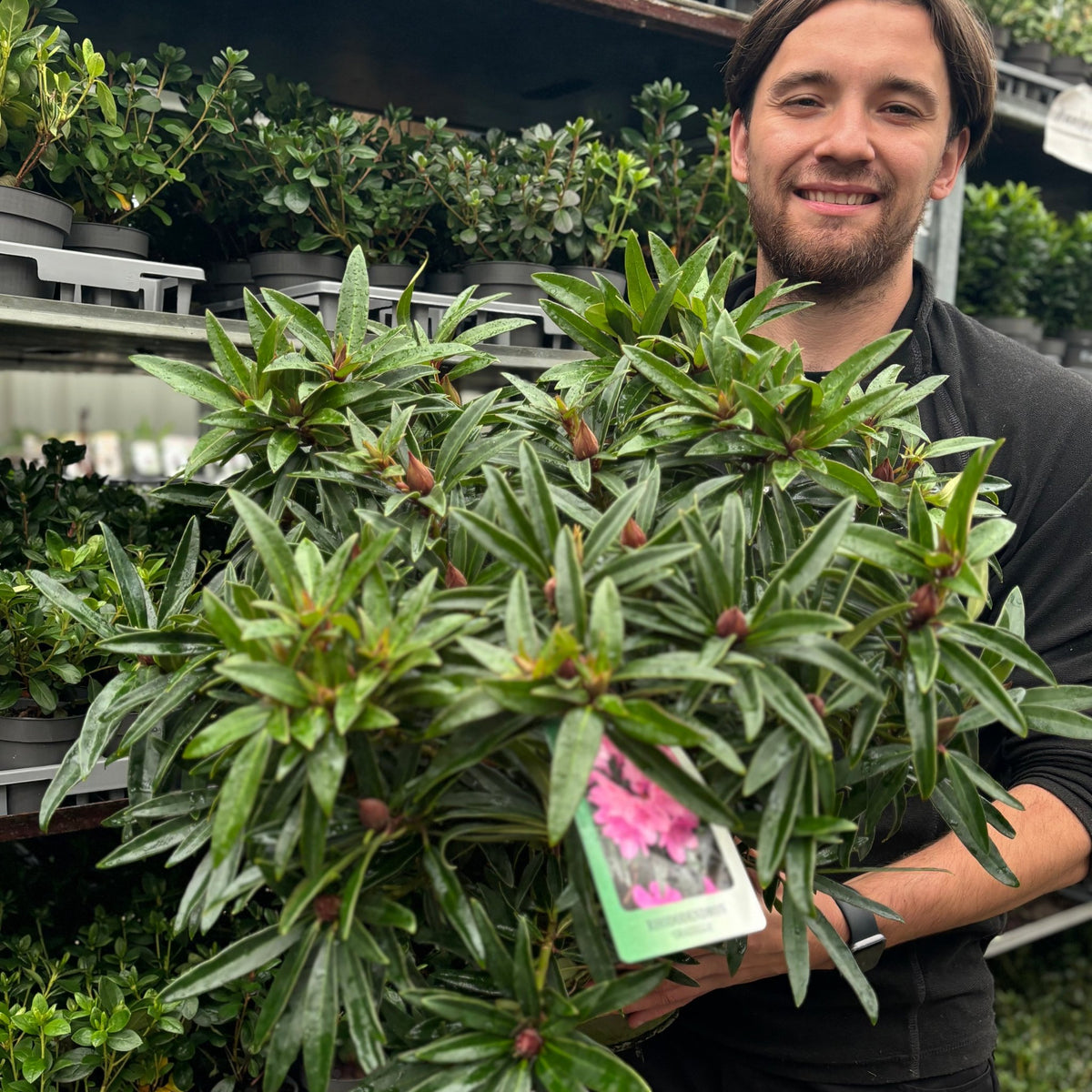 Rhododendron &#39;Graziella&#39; 3L / 5L