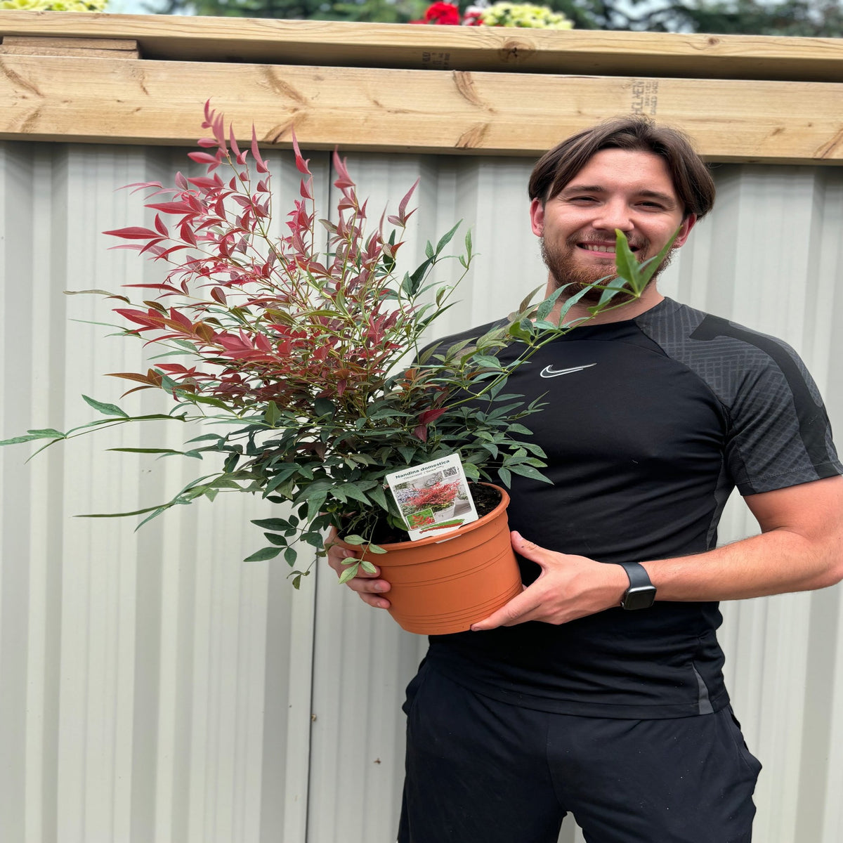 Nandina domestica &#39;Obsessed&#39; 9cm / 3L