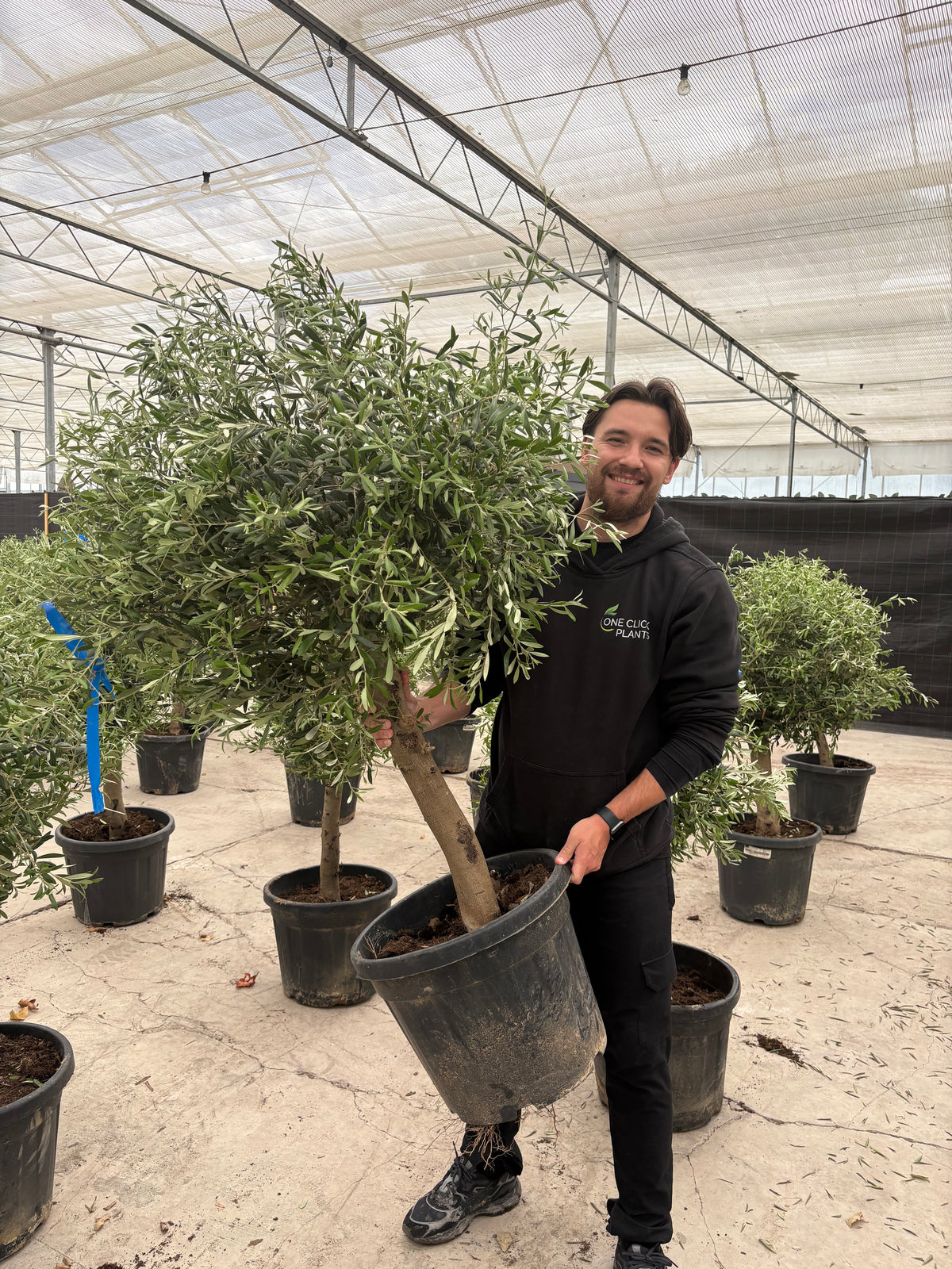 6-12 x Mature Olive Tree 35L (Thick Stem) 1.4-1.5m PALLET DEAL