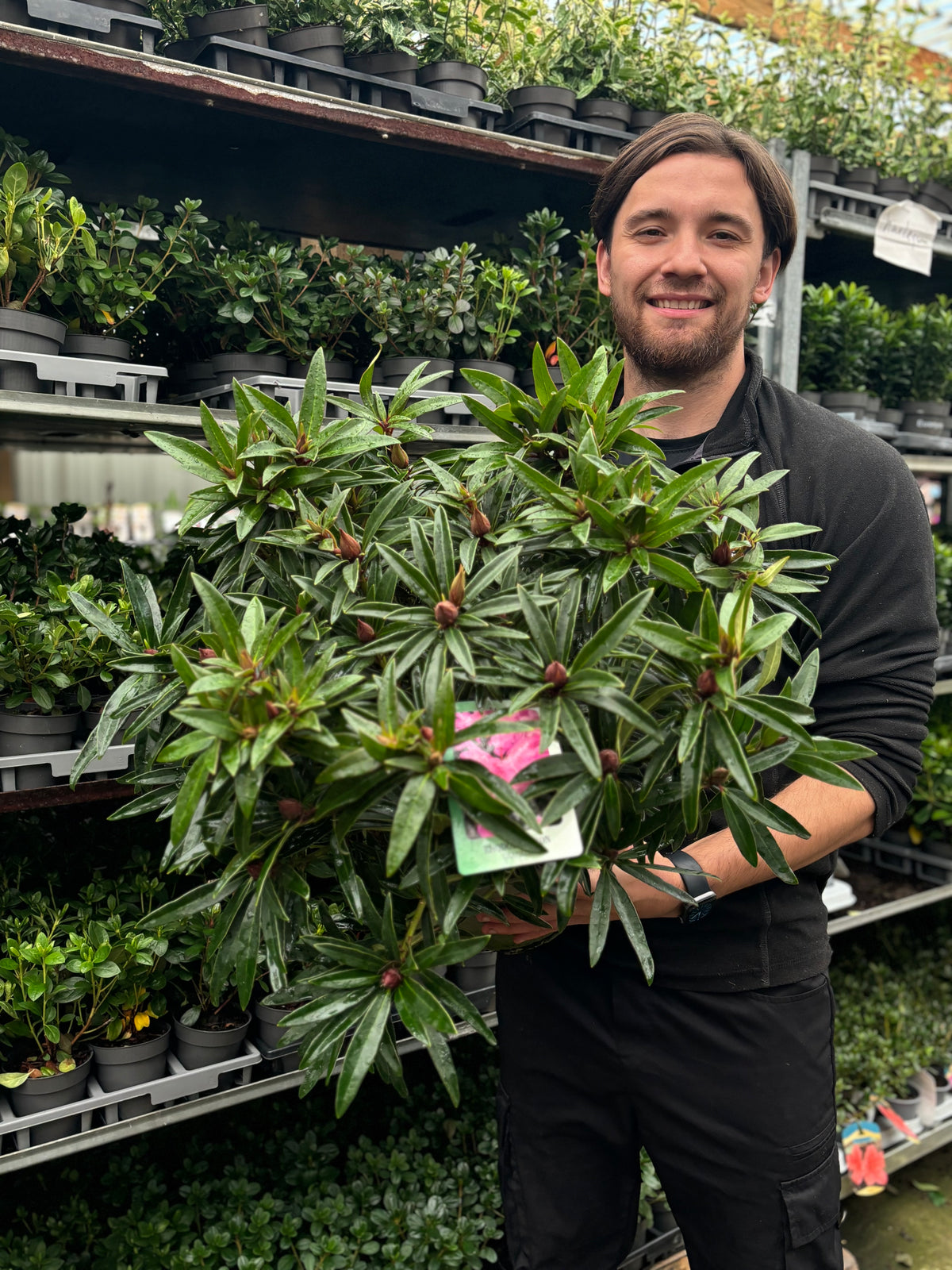 Rhododendron &#39;Graziella&#39; 3L / 5L