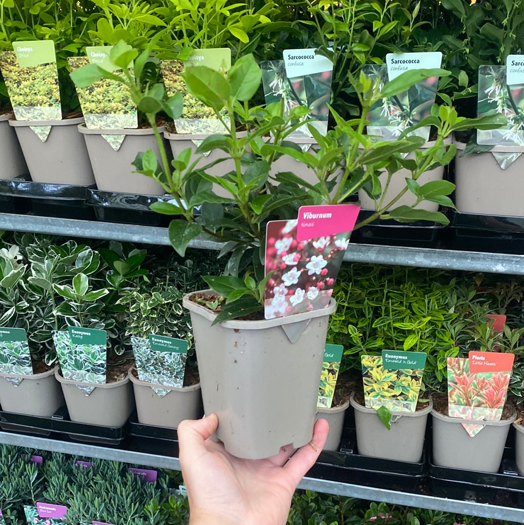 A hand holds a Viburnum tinus 1L plant in a garden center, with rows of other labeled potted plants displayed on shelves in the background.