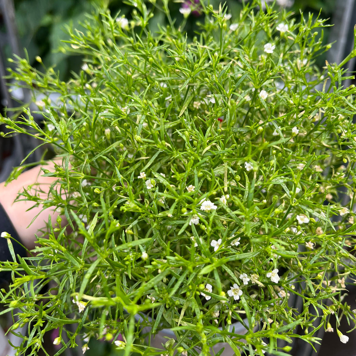 A hand holds Gypsophila paniculata White 1.5L, a lush ground cover with spiky green leaves and small white flowers. Blurred greenery in the background suggests it thrives in well-drained soil.