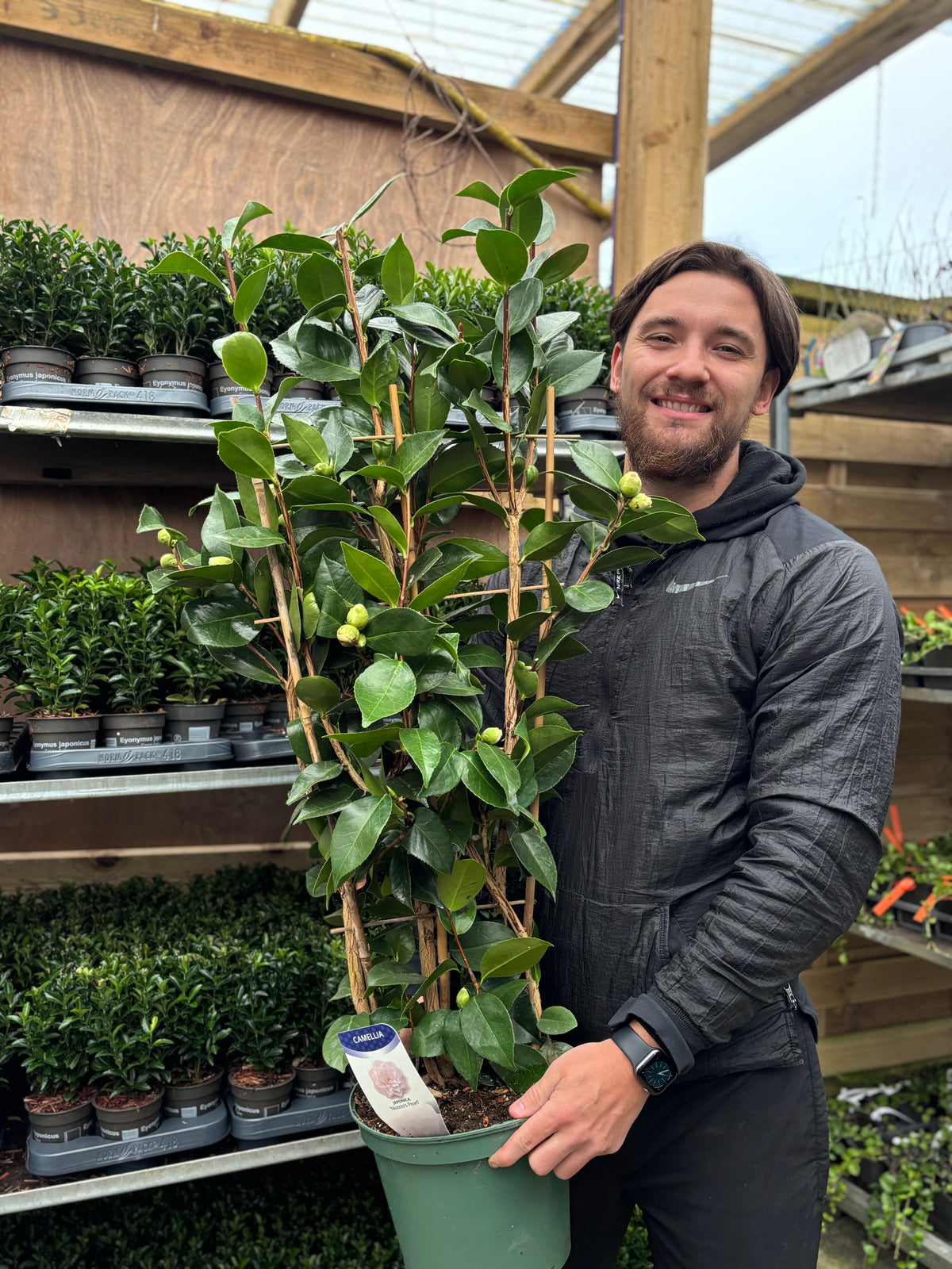 A smiling person in a black jacket holds a Camellia japonica &#39;Nuccio&#39;s Pearl&#39; (60cm / 100cm) with glossy green leaves at a garden center, surrounded by shelves of small potted plants and lush greenery.
