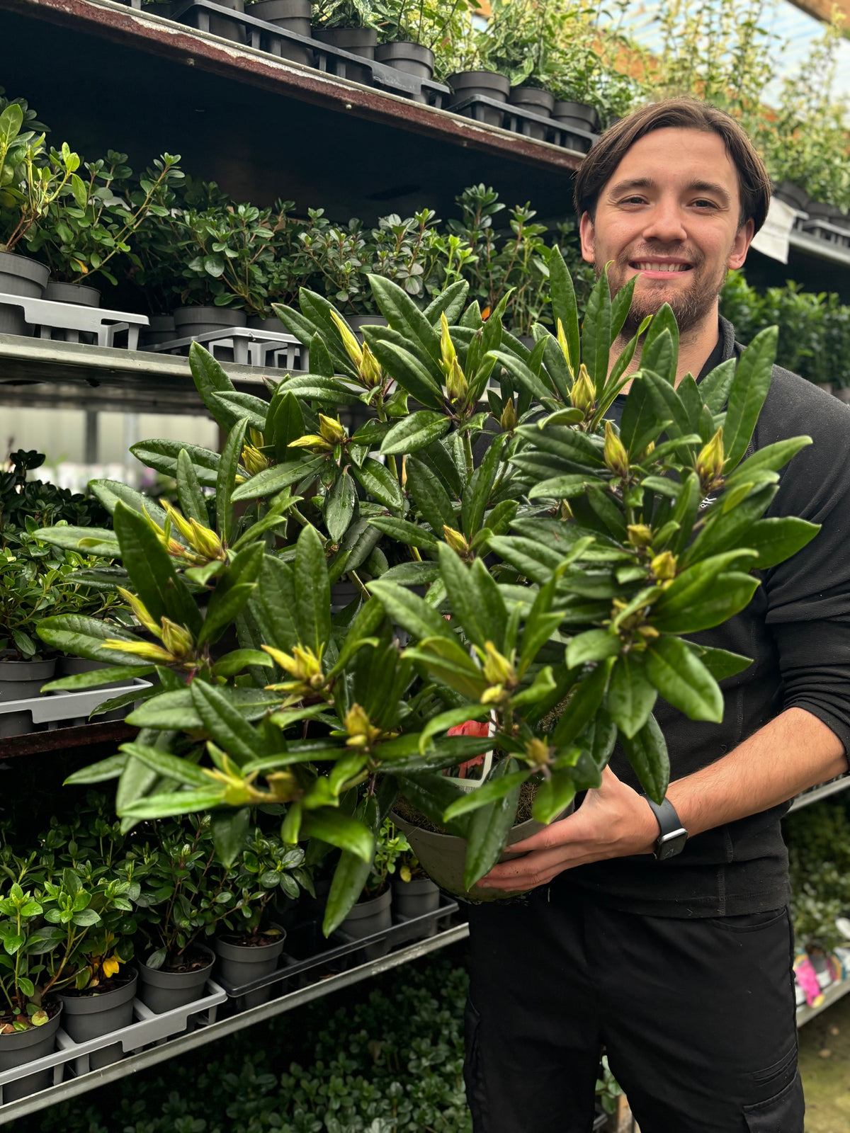 A smiling man with dark hair and a beard holds a Rhododendron &#39;Tortoischell Orange&#39; 5L in a greenhouse, surrounded by shelves filled with various other leafy plants.