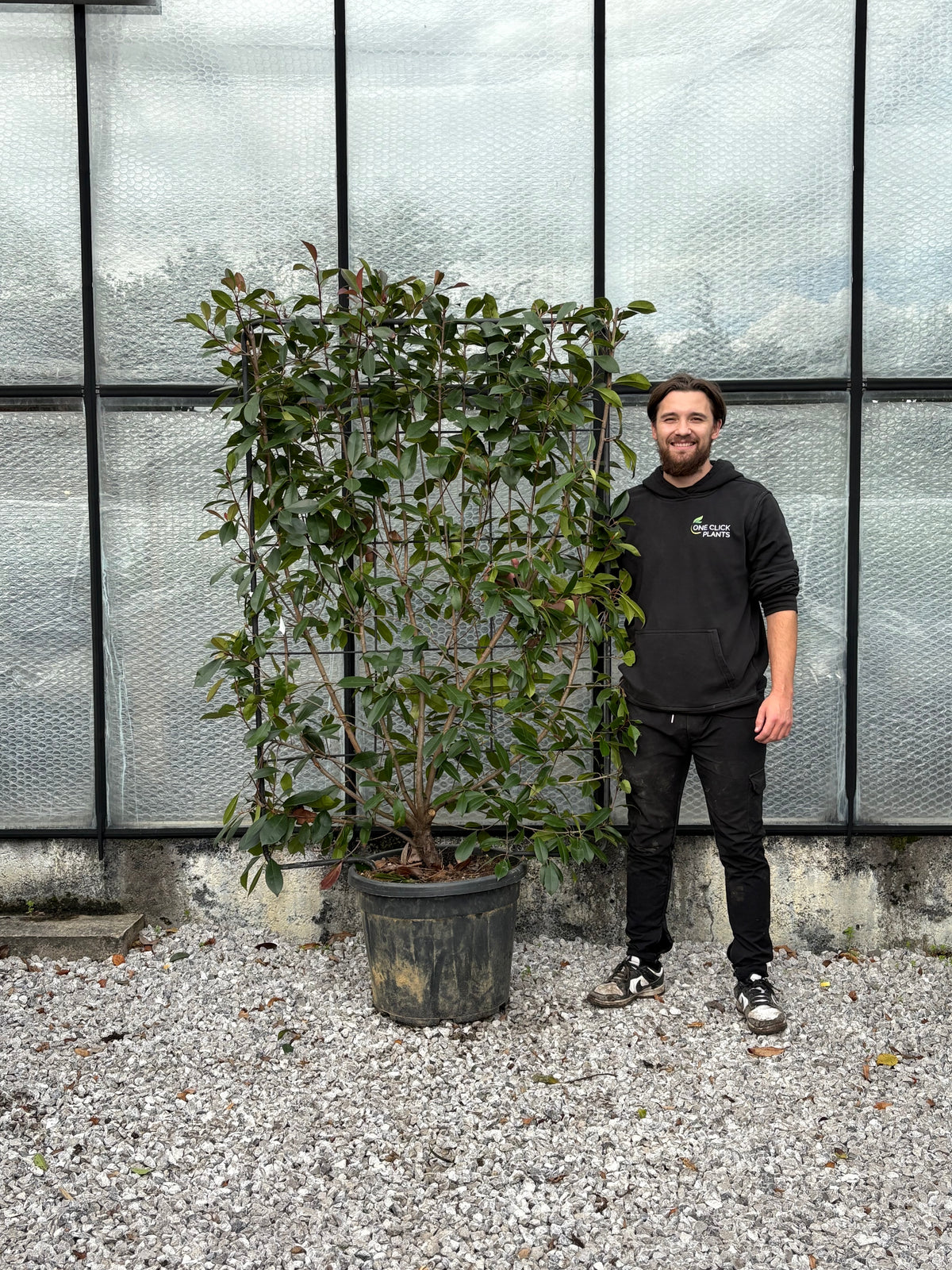 Photinia &#39;Red Robin&#39; on frame 5ft / 6ft (Metal Frame)