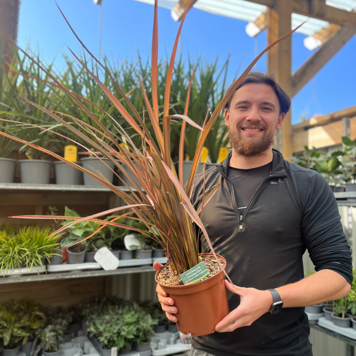 Phormium &#39;Evening Glow&#39; 2L (40-50cm inc. pot)