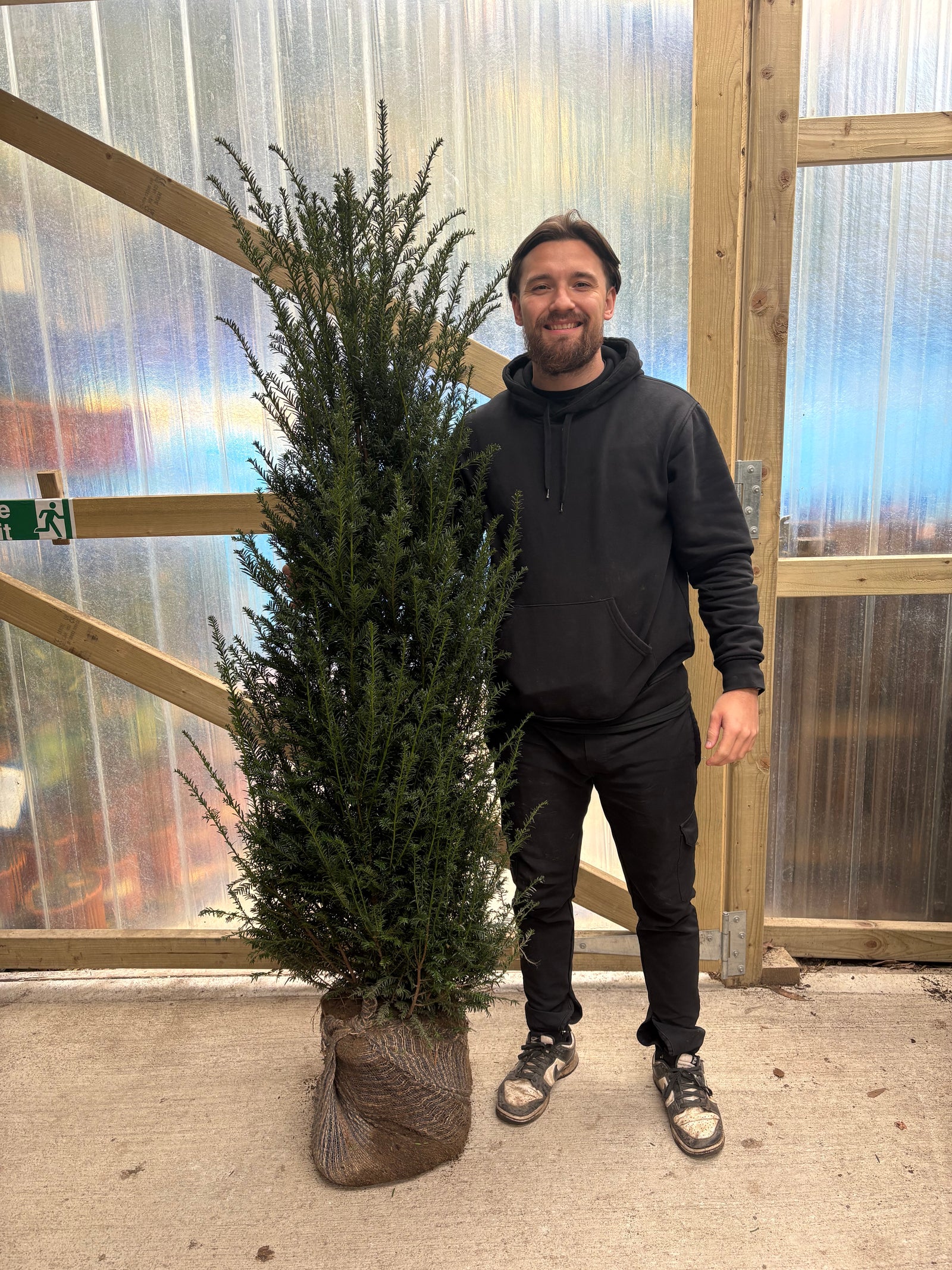 5-6ft Taxus baccata Rootball (150-180cm)