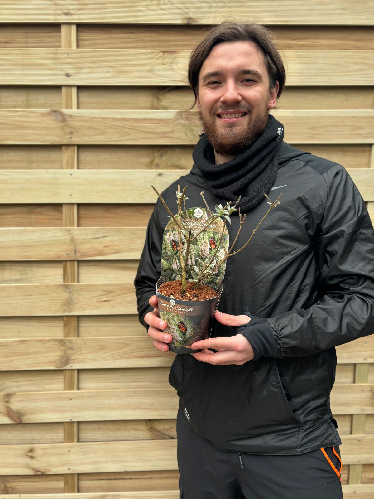 Buddleja Butterfly Candy &#39;Little White&#39; 9cm/1L/3L