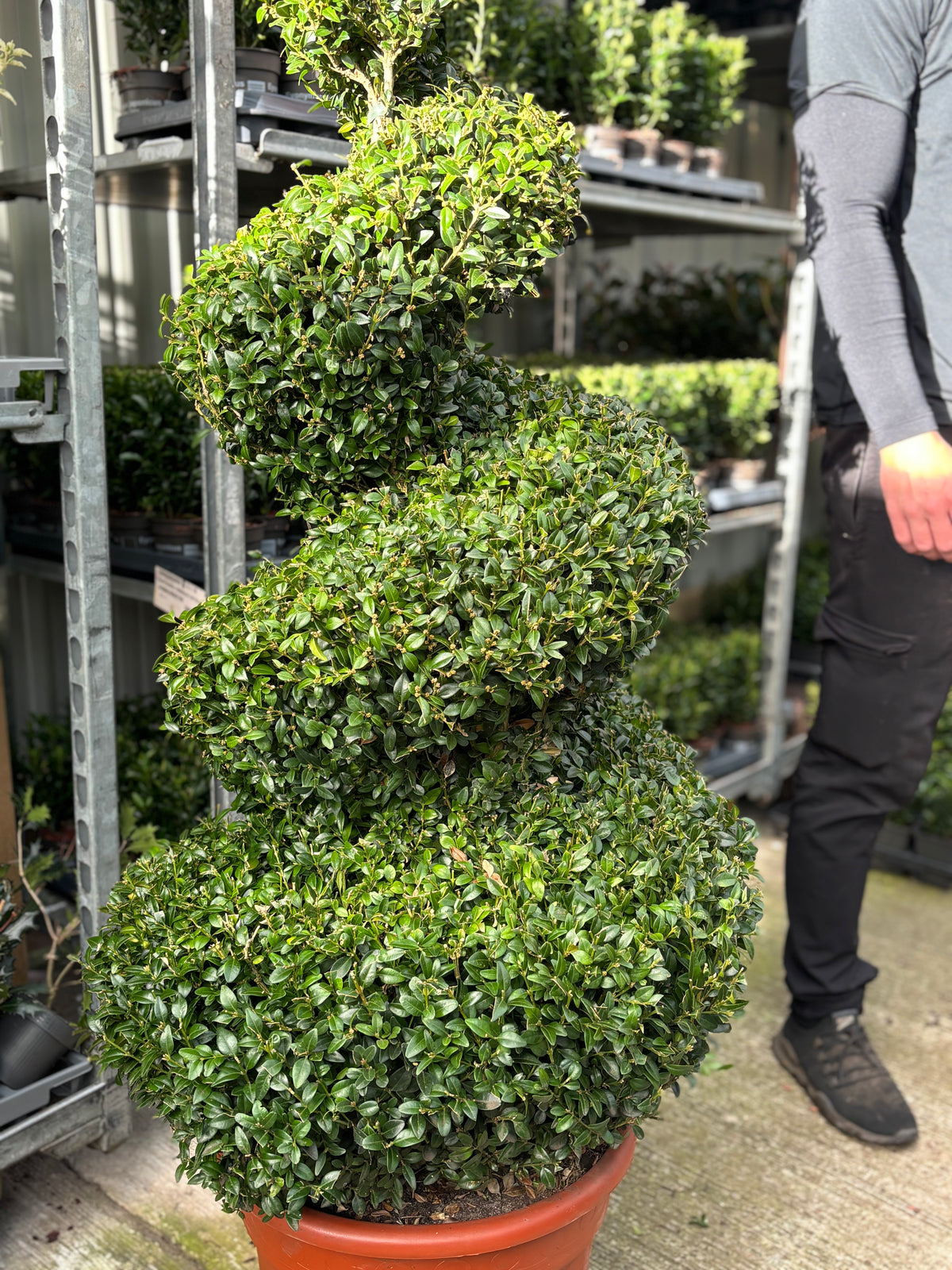 A Buxus Spiral (Buxus sempervirens Topiary) with dense green foliage is trimmed into a spiral, making a striking focal point. Metal shelves with more potted plants are behind, and a person is partly visible on the right.