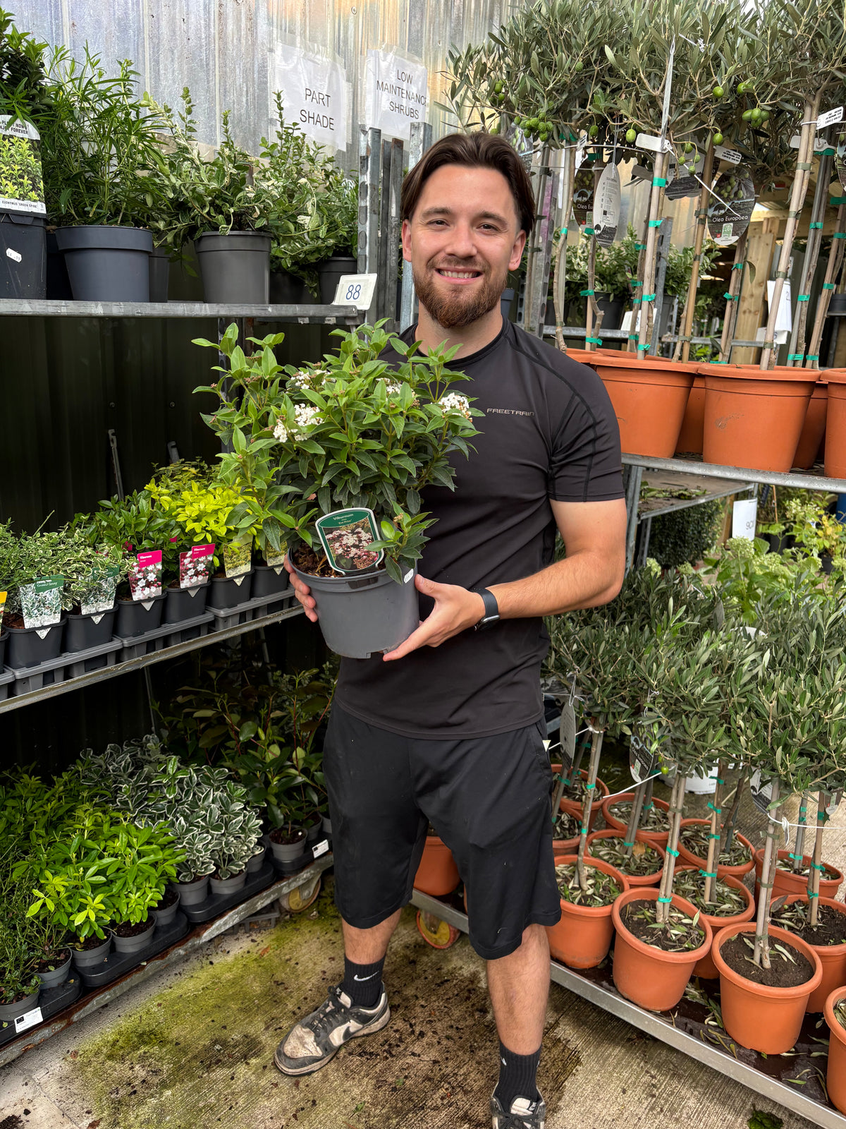 Viburnum tinus 'Eve Price' 9cm-7.5L