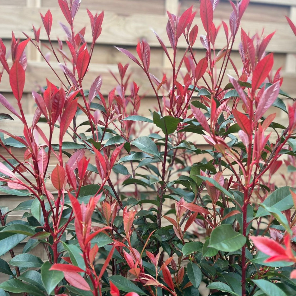 5-6ft Photinia &#39;Carre Rouge&#39; 160-170cm (30L)