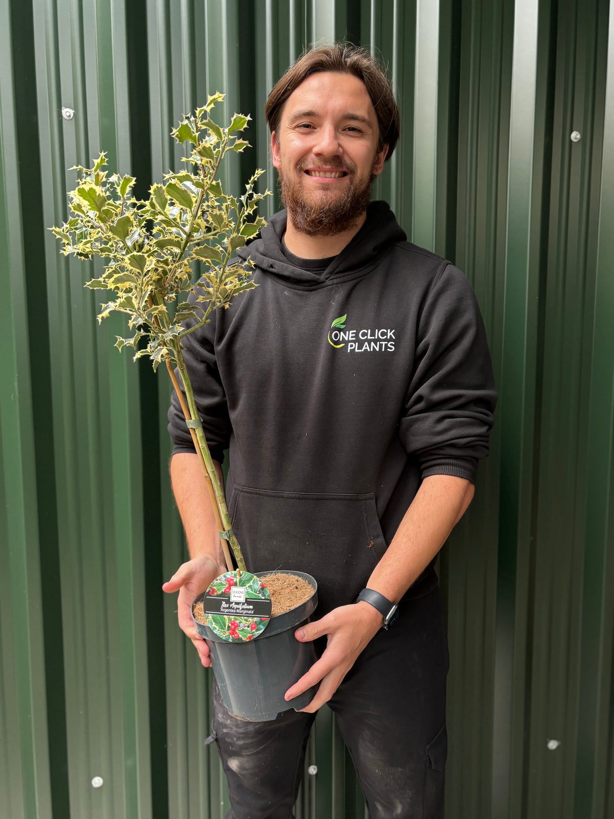 Standard Holly Tree | Ilex aquifolium &#39;Argentea Marginata&#39; | 50-60cm, 80-90cm