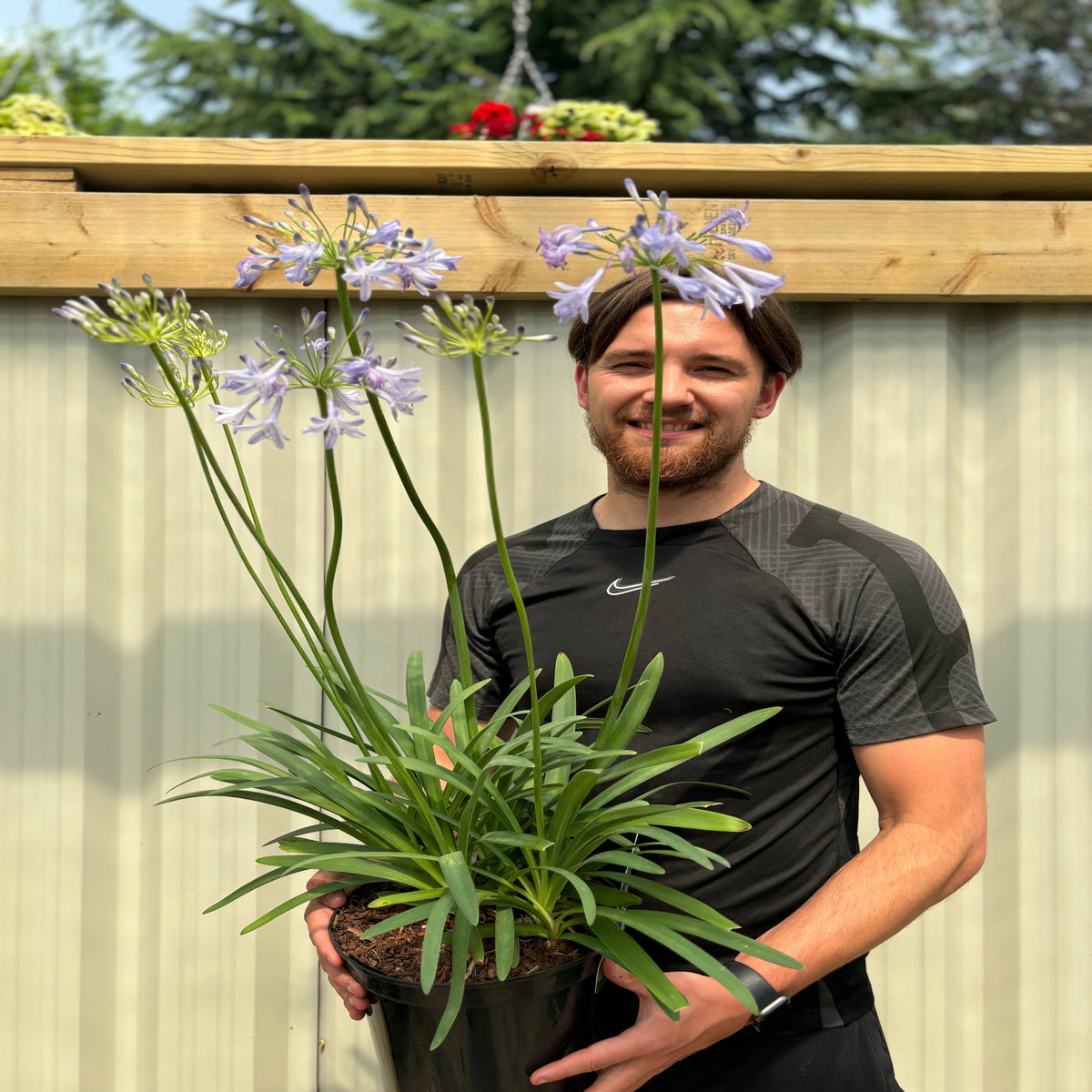 Agapanthus &#39;Dr Brouwer&#39; 5L