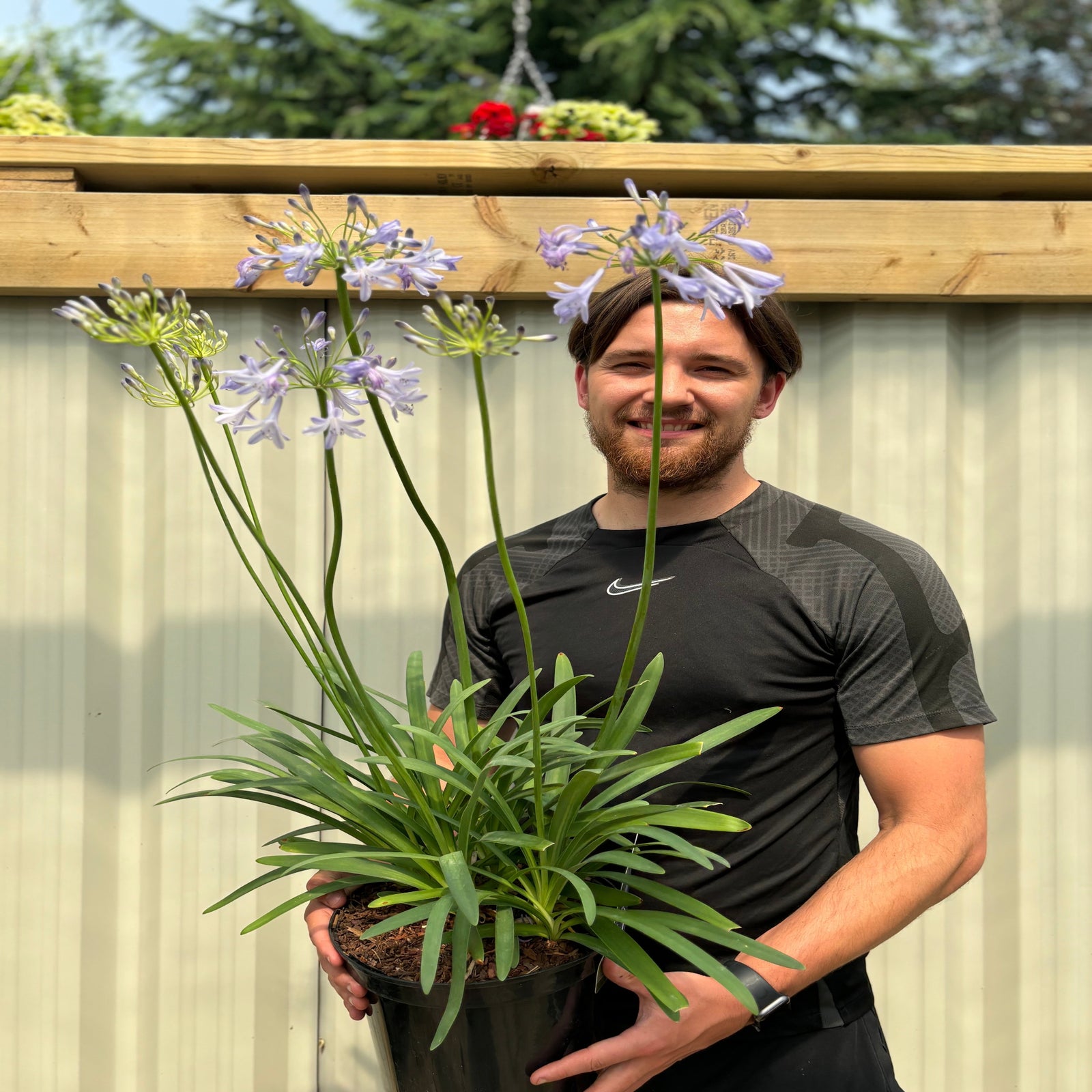 Agapanthus 'Dr Brouwer' 5L