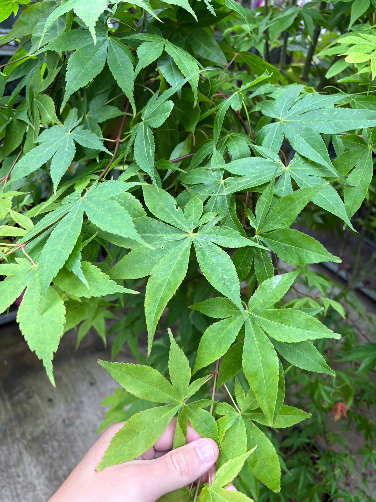 Acer palmatum 'Osakazuki' 35L / 50L
