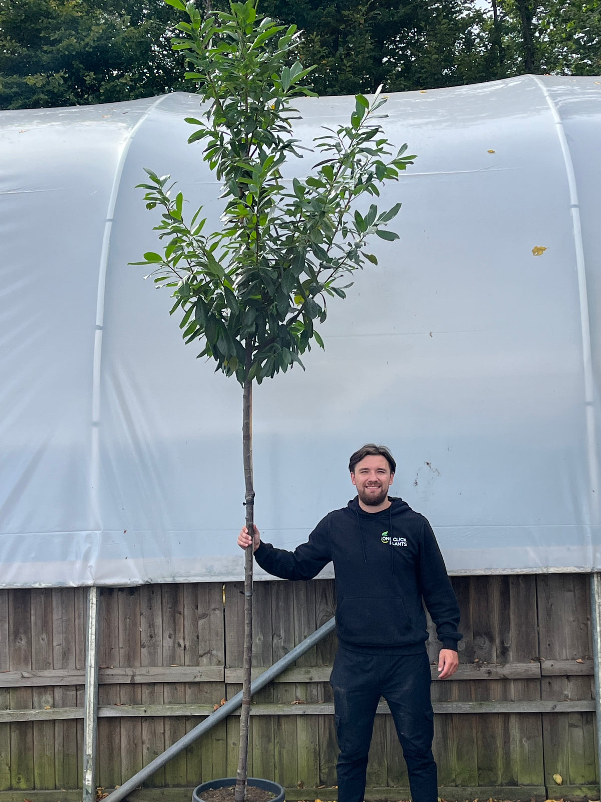 A man in black stands outdoors, smiling and holding a Standard Cherry Laurel Tree 3m (stem 1.8m + head) near a wooden fence and a large white curved greenhouse.