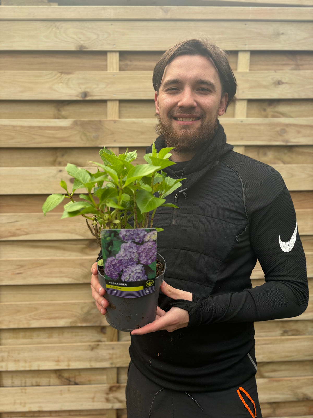 A smiling person in a black Nike hoodie holds a Hydrangea macrophylla &#39;Purple Ball&#39; 9cm-5L—a shrub with green leaves and vibrant purple flowers—in front of a wooden fence.
