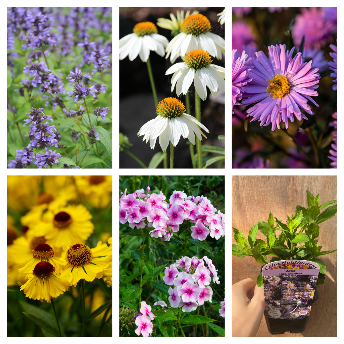 A collage of six images shows the 3 x Late Summer Flowering Perennials (9cm Pots)—including salvia, coneflowers, asters, helenium, phlox, and a hand with mint—perfect inspiration for colourful summer garden displays.
