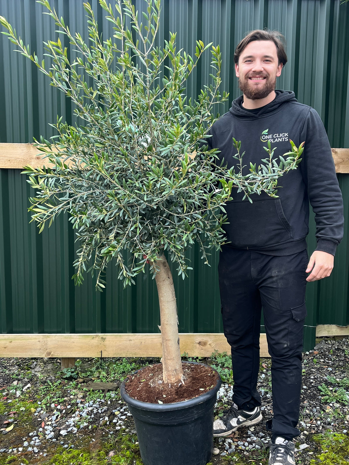 Mature Olive Tree 35L (Thick Stem) 1.6-1.7m