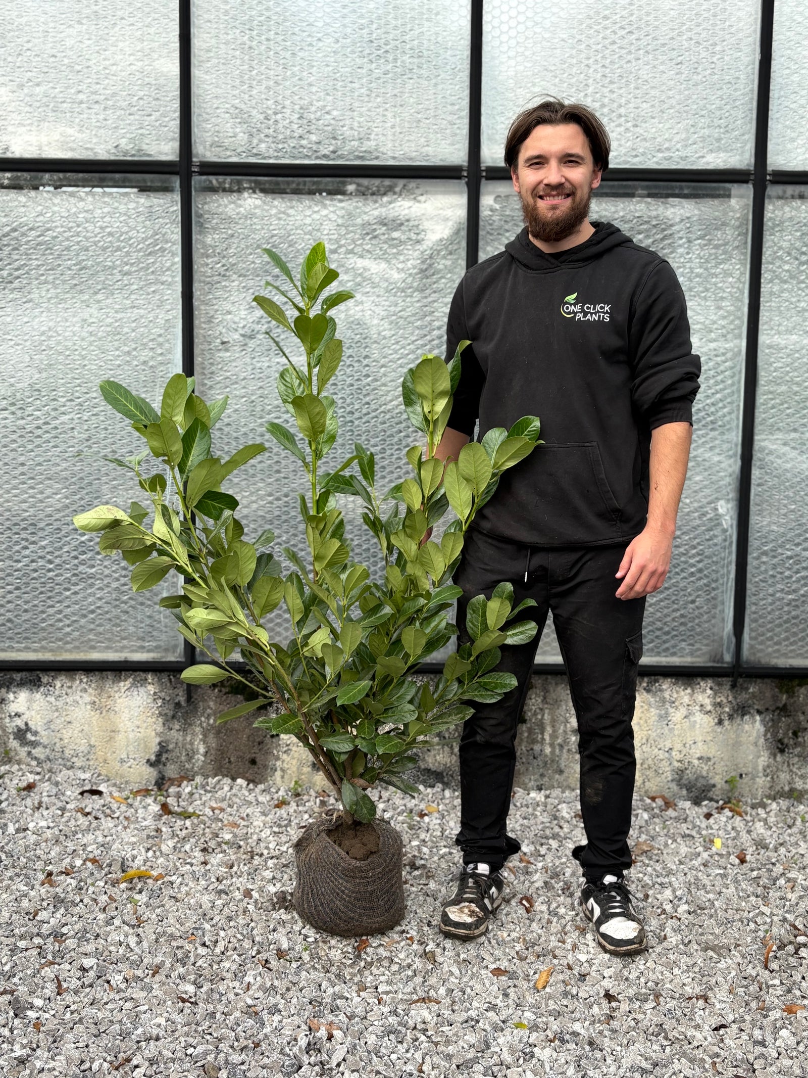 4-5ft Established Bushy ROOTBALL Cherry Laurel Hedge Plants (120-150cm)