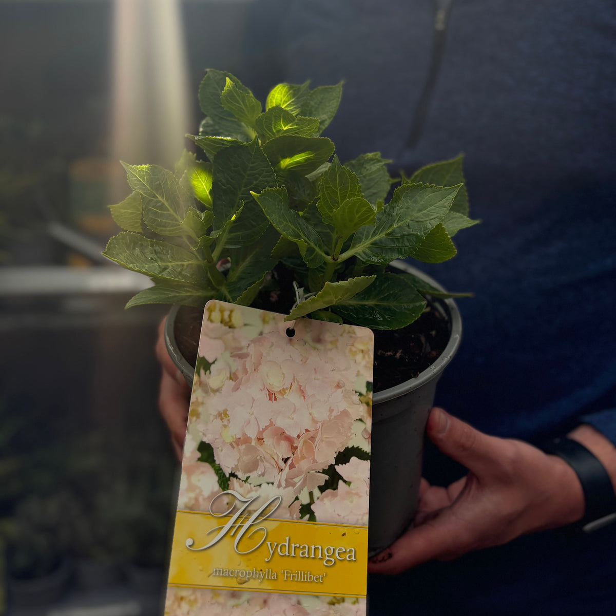 A person holds a Hydrangea macrophylla &#39;Frillibet&#39; 2L, its label displaying pastel lacecap flowers. Sunlight brightens the green leaves, accentuating the delicate beauty of this blooming plant.