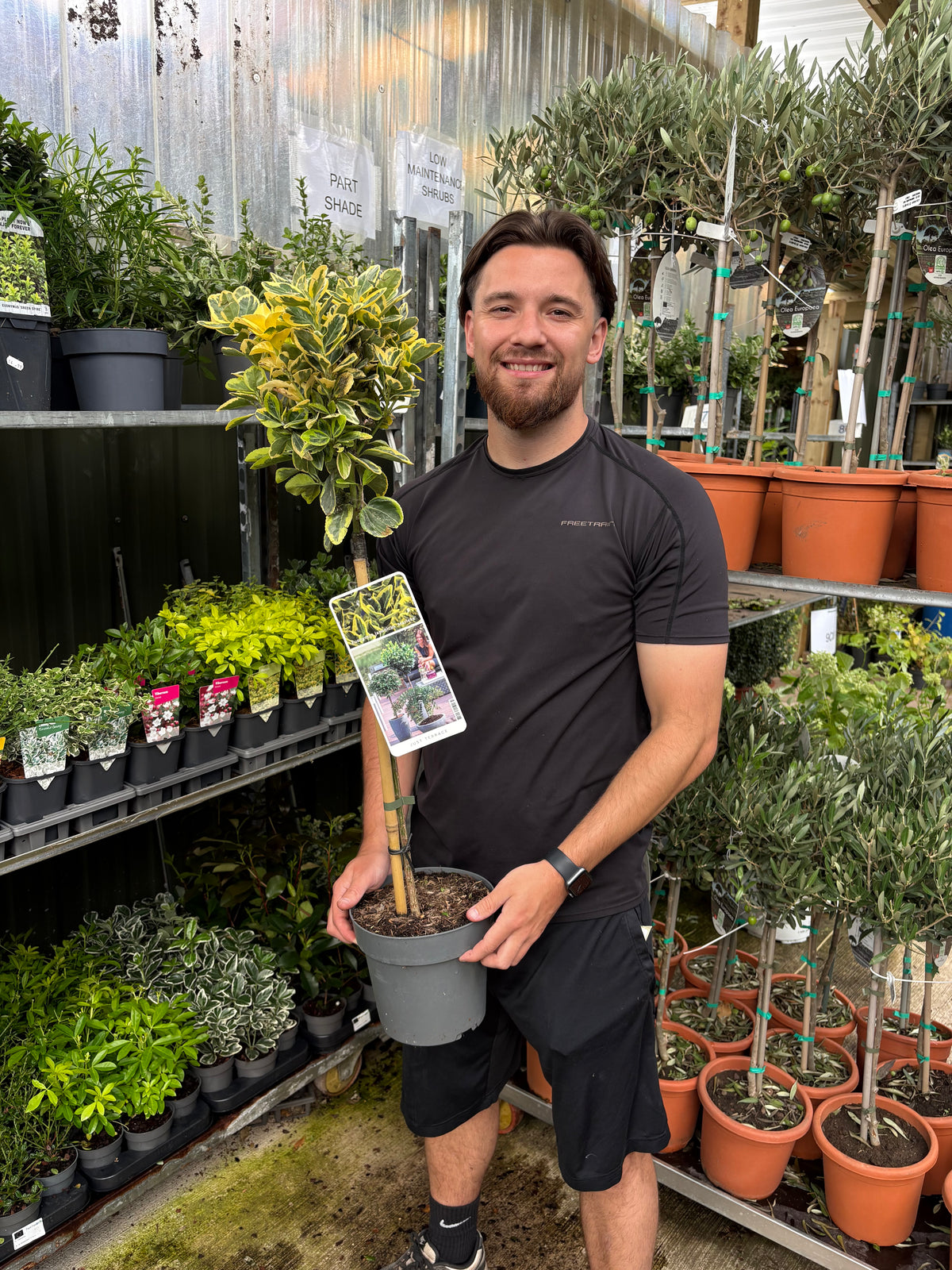 Euonymus japonicus ‘Marieke' Tree – 50cm Stem