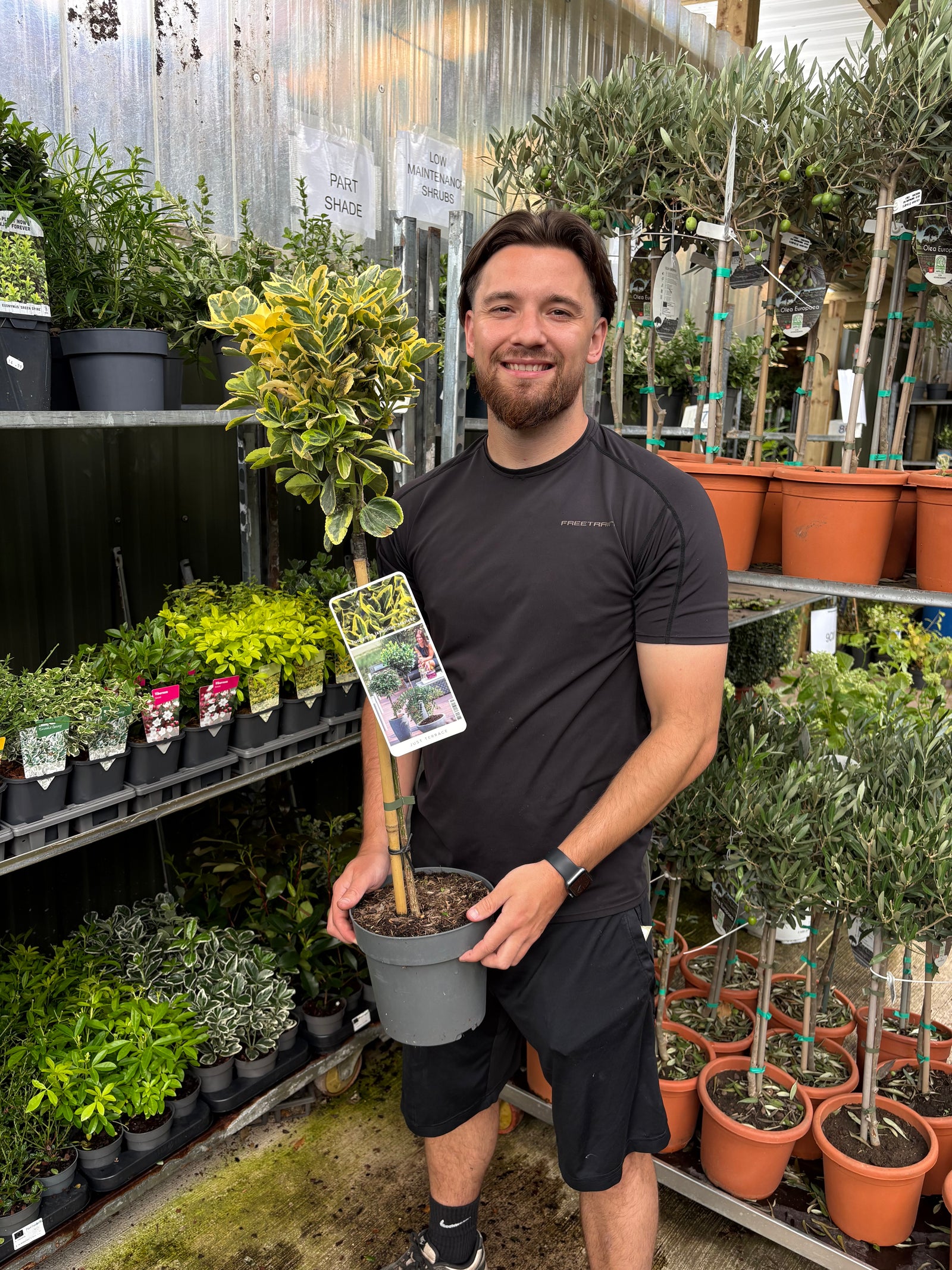 Euonymus japonicus ‘Marieke' Tree – 50cm Stem