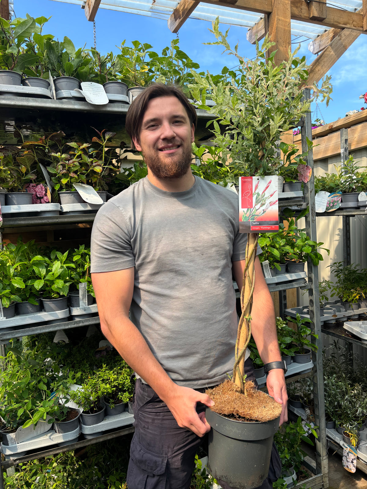 Salix intergra &#39;Hakuro - Nishiki&#39;  Flamingo Dwarf Willow Tree BRAIDED