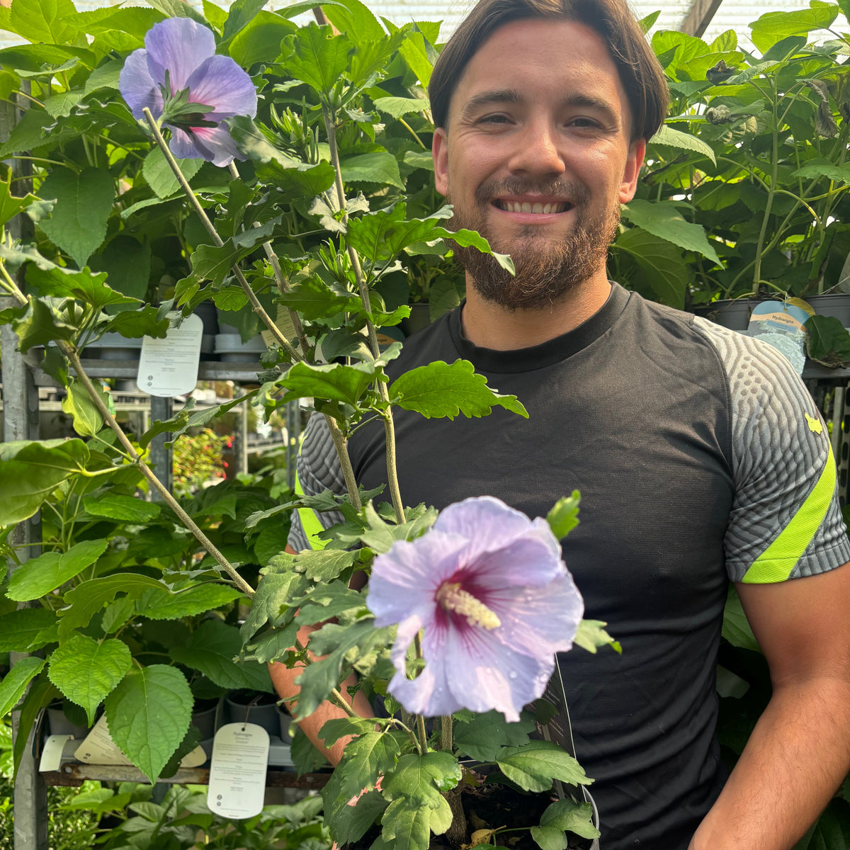A bearded person smiles in a greenhouse, holding a Hibiscus syriacus &#39;Oiseau bleu&#39; 3L with two large, pale purple flowers that attract pollinators. Lush green leaves and plant tags fill the vibrant background.