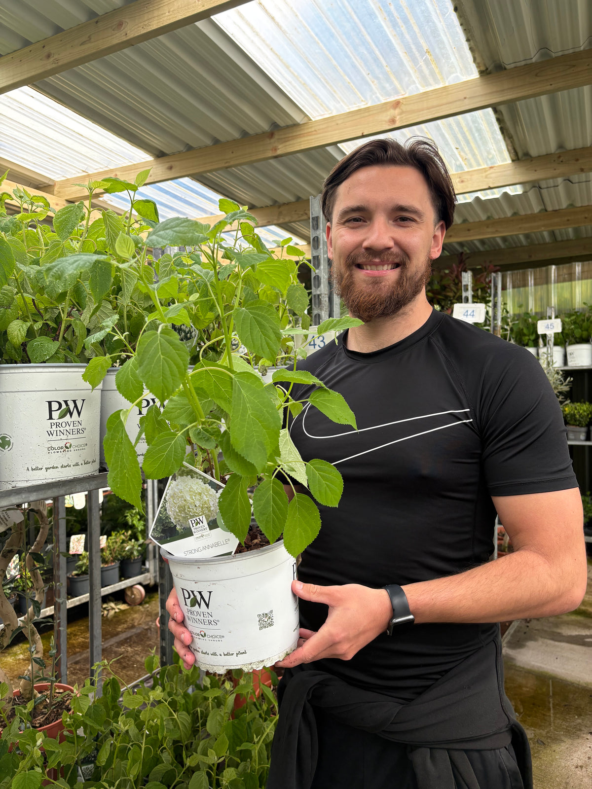 Hydrangea arborescens 'Incrediball' / 'Strong Annabelle' 3L / 5L / 7.5L / 10L / 20L