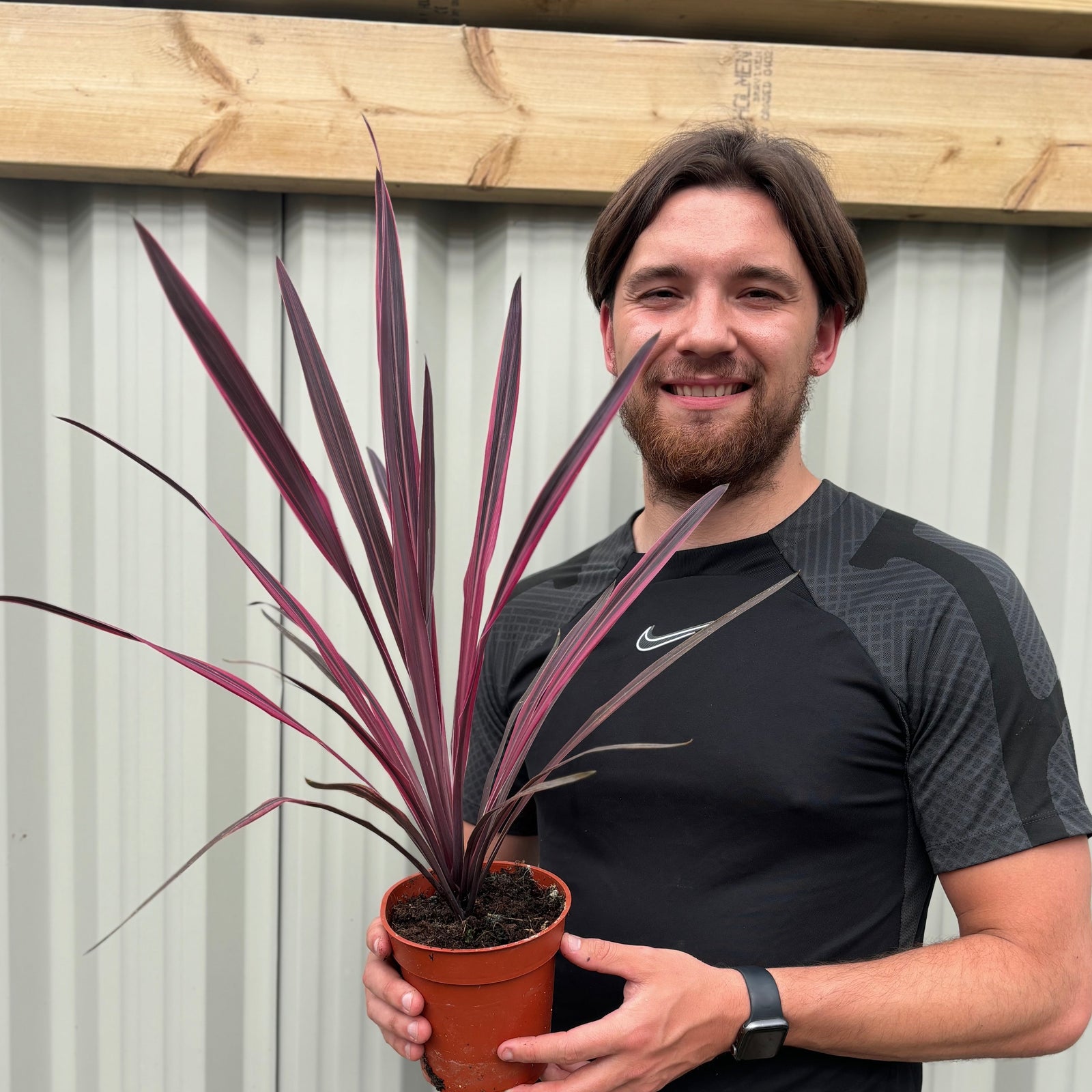 Cordyline Pink Passion 9cm / 1.5L