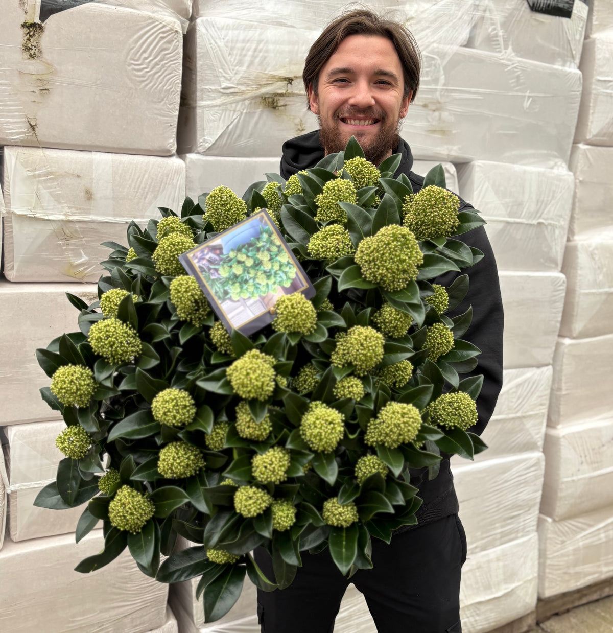 Skimmia japonica &#39;White Globe&#39; 3L