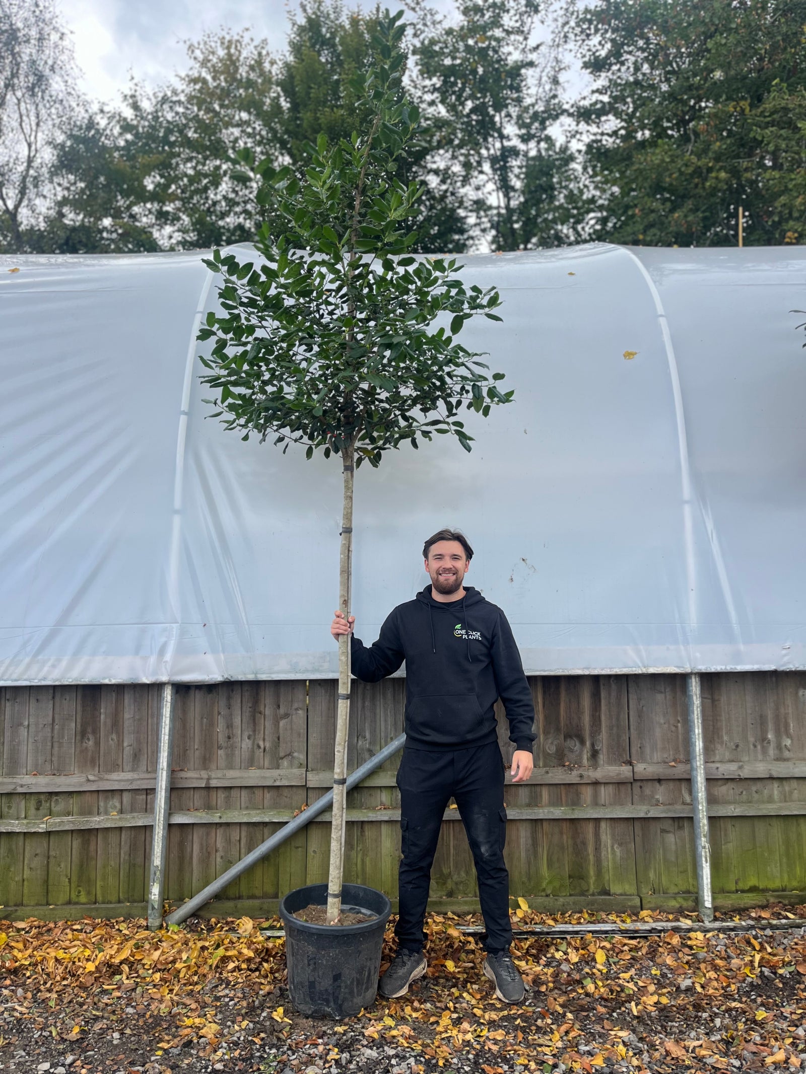 A man in a black hoodie stands on gravel and autumn leaves, smiling and holding a Standard ilex 'Nelly Steven's Tree 3m (stem 1.8m + head), perfect for garden screening, with a wooden fence and large white greenhouse behind him.