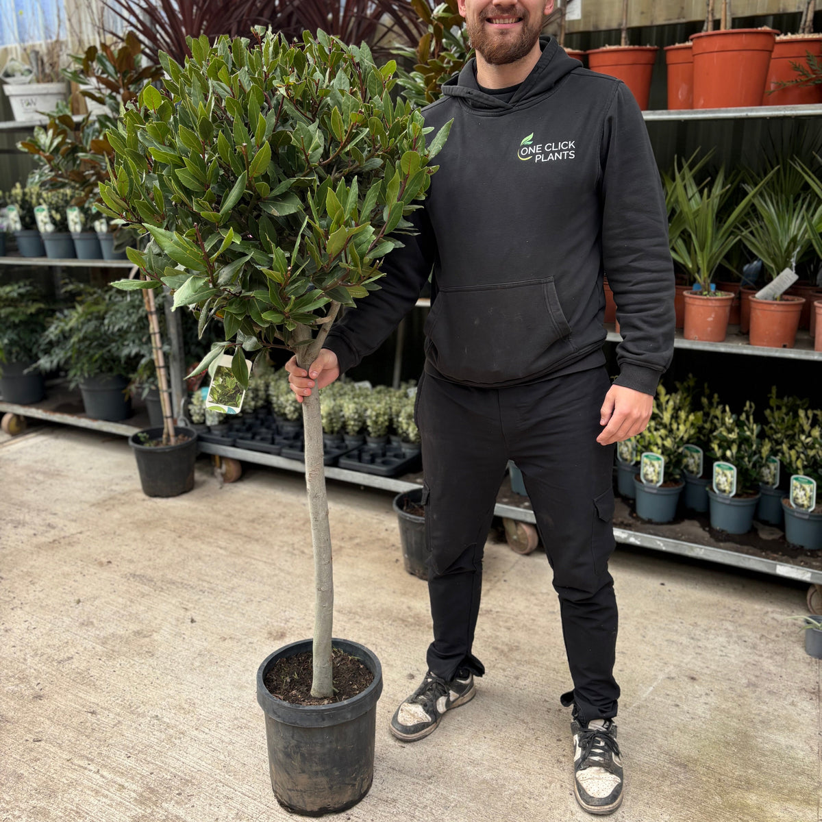 1/4 Standard Bay Tree (Laurus Nobilis) 7L 150-160cm (Stem: 80cm, Head: 40cm)