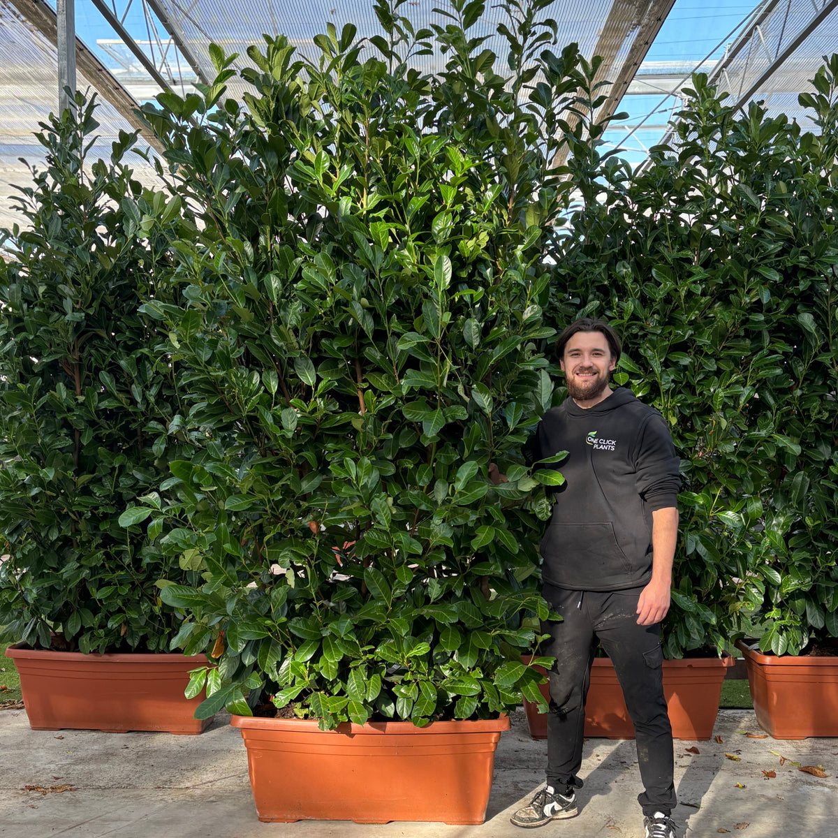 6-7ft Cherry Laurel Trough (180-210cm) 110L