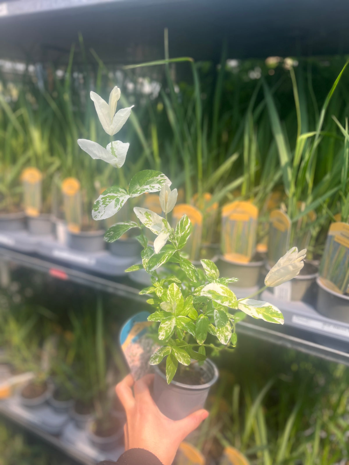 Salix integra &#39;Flamingo&#39; Shrub 9cm / 1L / 1.5L