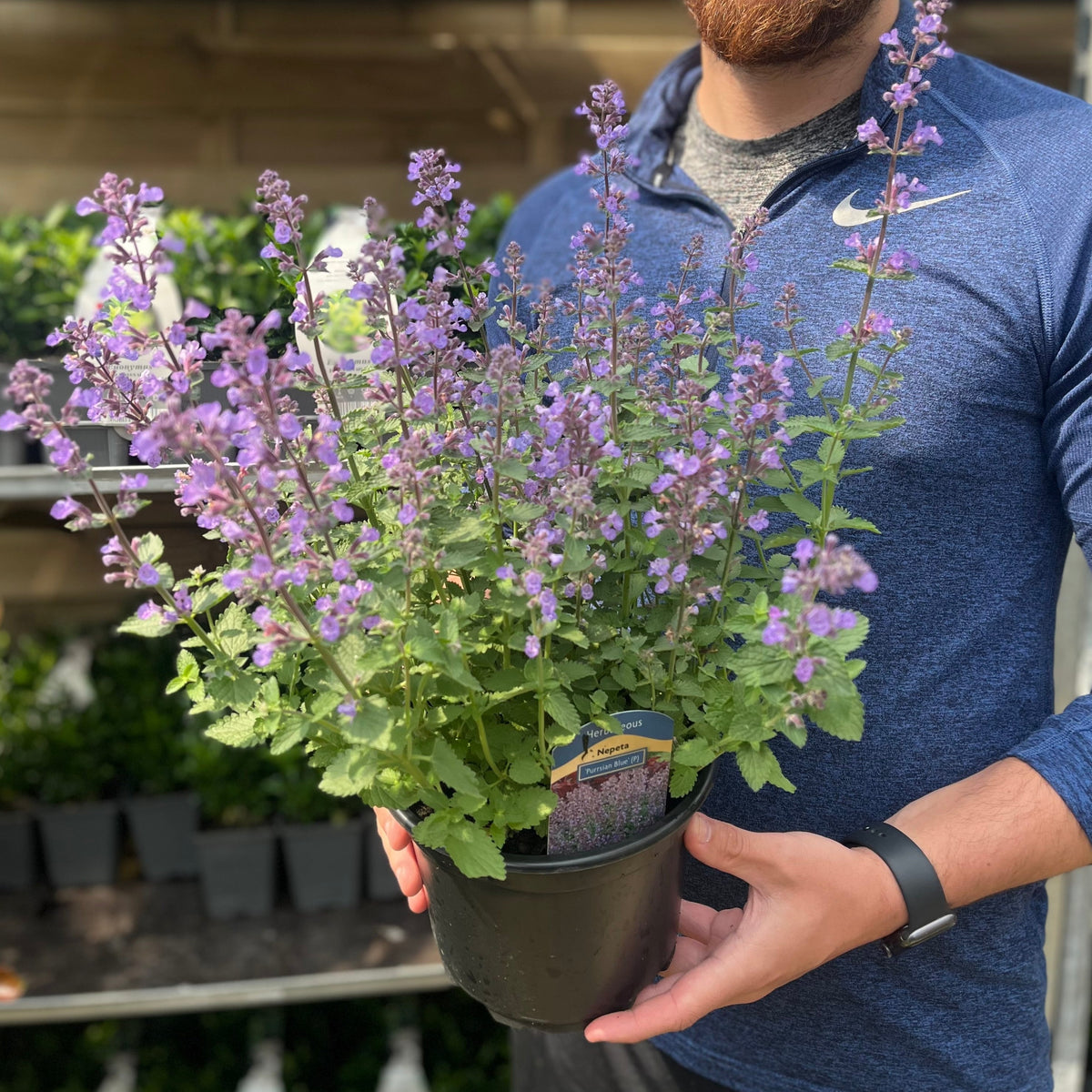 Nepeta Purrsian Blue 9cm 2L One Click Plants Nepeta Purrsian Blue 9cm 2L One Click Plants