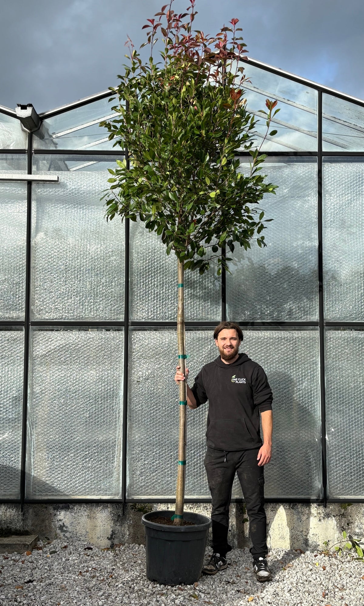 Standard Photinia Red Robin Tree 1.8m Stem, 55L (THICK STEM XL HEAD)