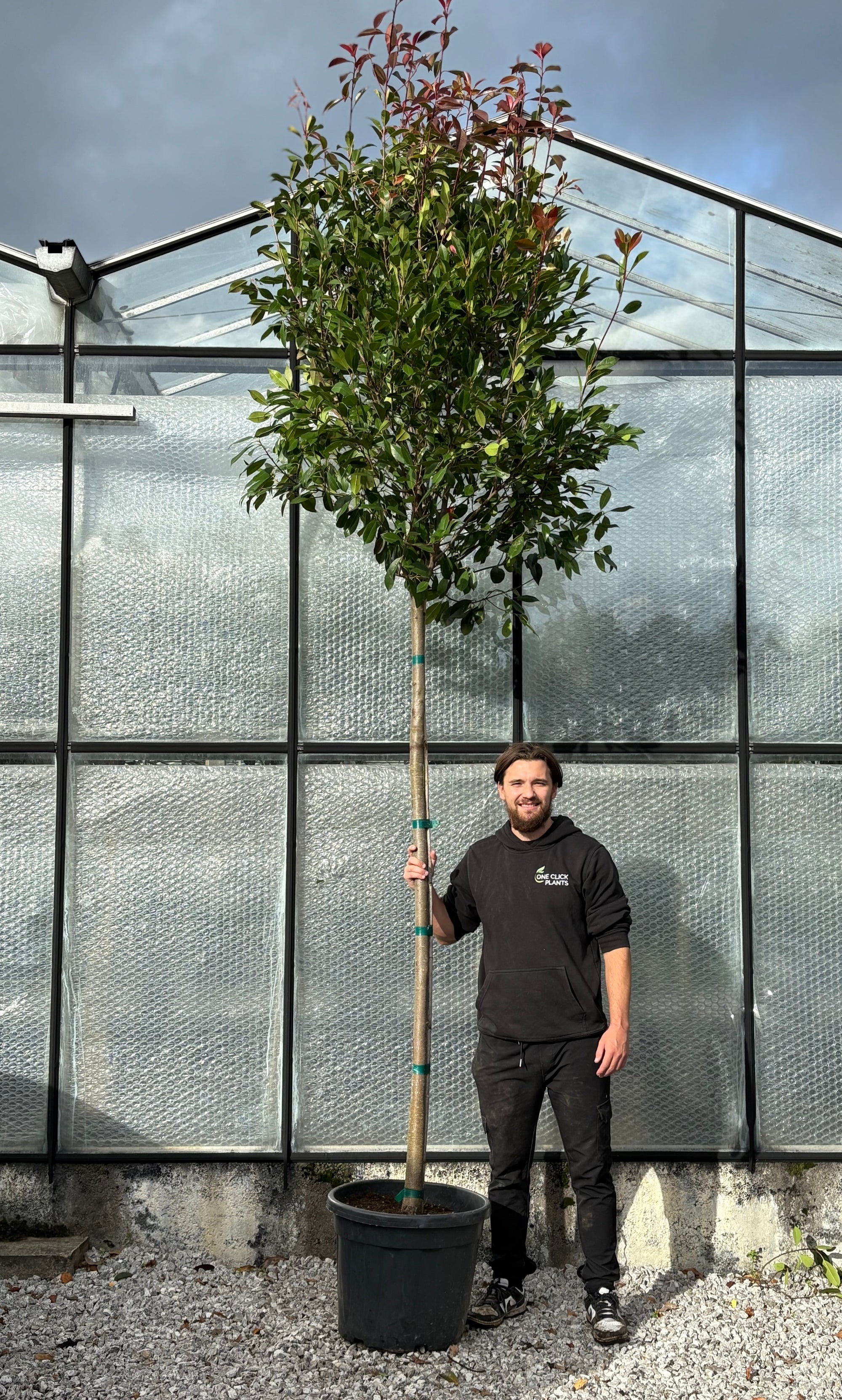 Standard Photinia Red Robin Tree 1.8m Stem, 55L (THICK STEM XL HEAD)