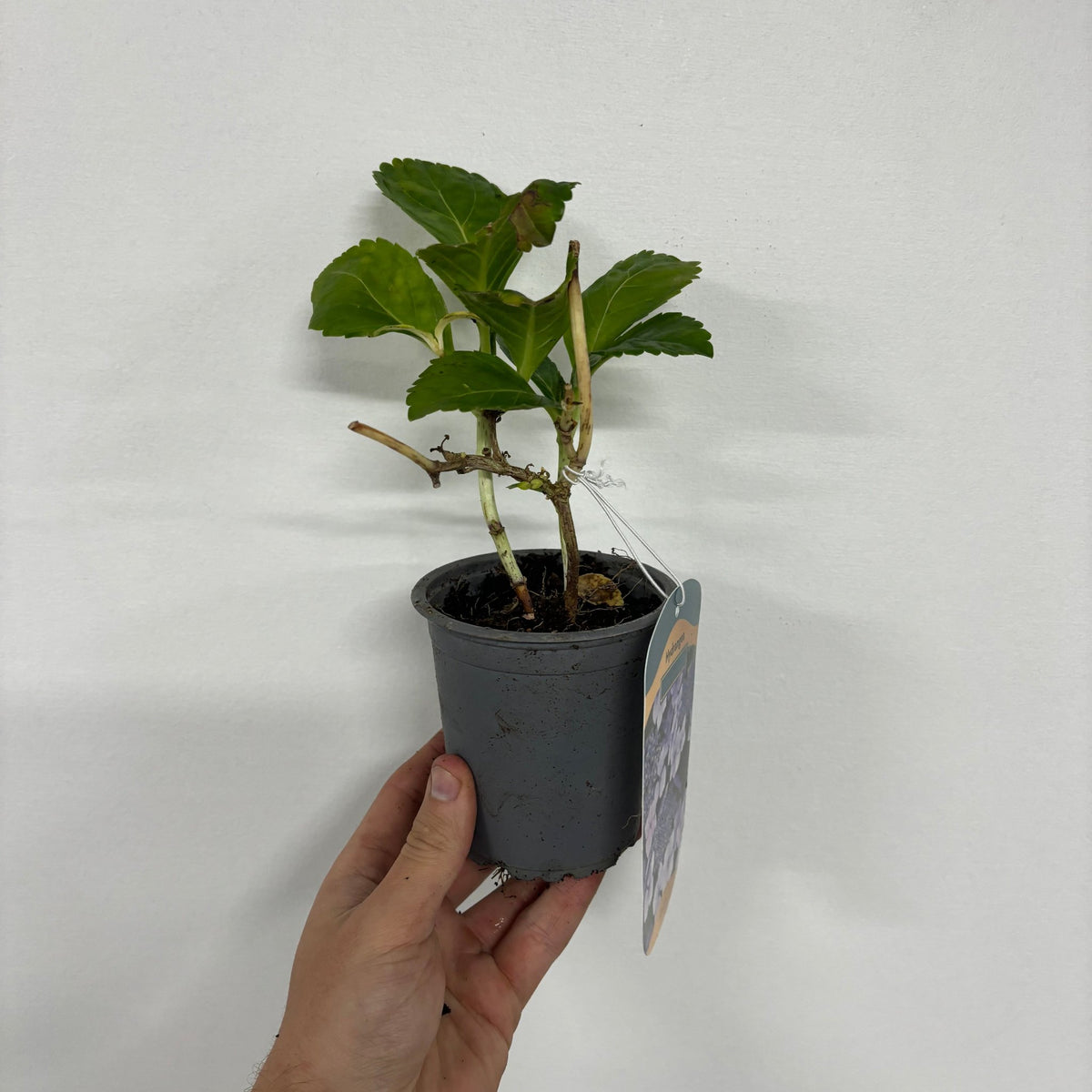 Hydrangea macrophylla &#39;Blue Ball&#39; 9cm-5L