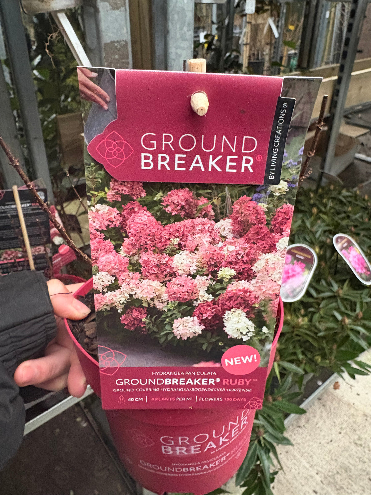 Hydrangea paniculata ‘Groundbreaker Ruby’