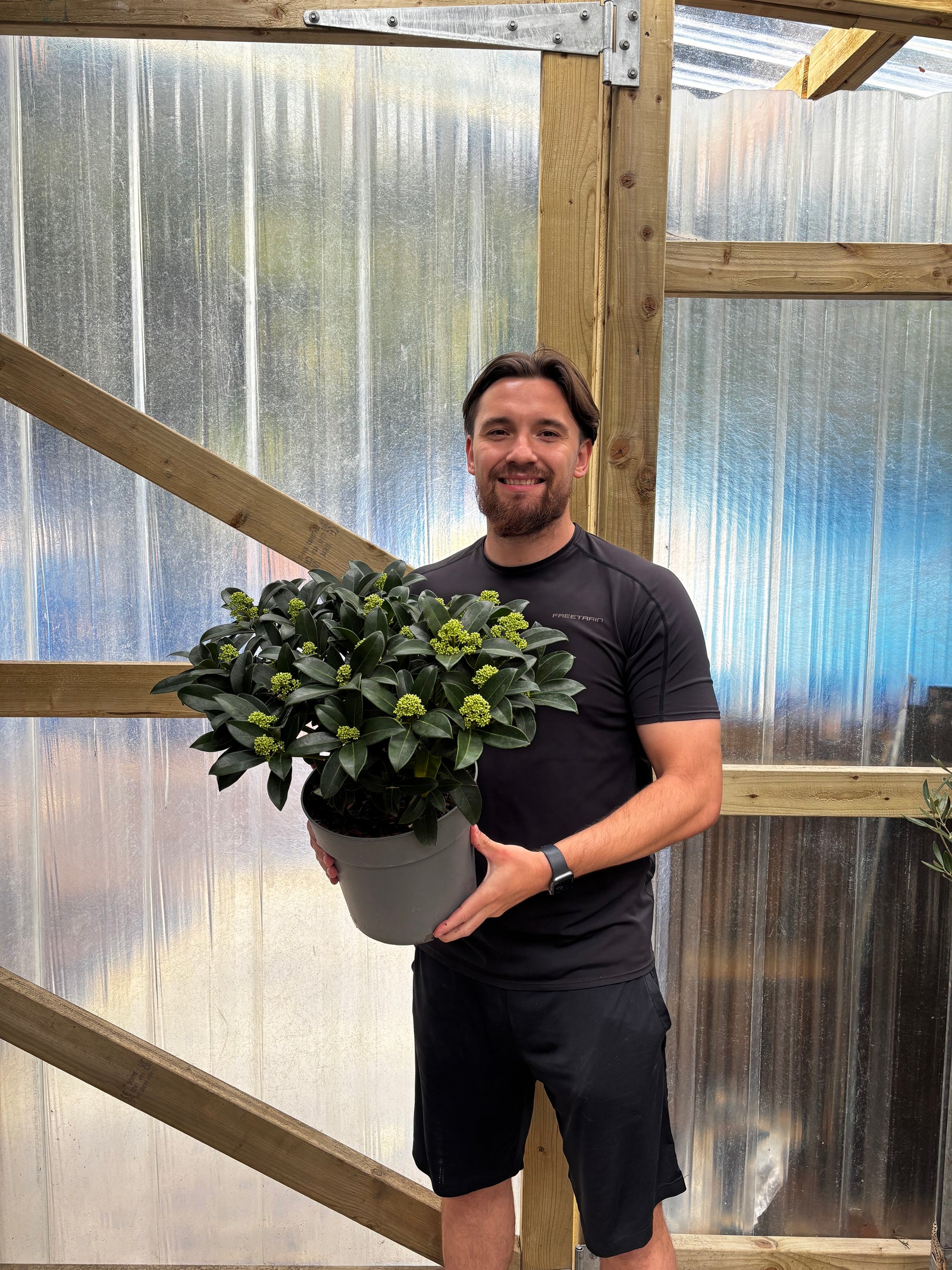 Skimmia japonica 'Finchy' in 10.5cm, 2L, or 5L pots, featuring clusters of small, round, light green buds atop each stem, displayed on a stone surface with other potted plants.