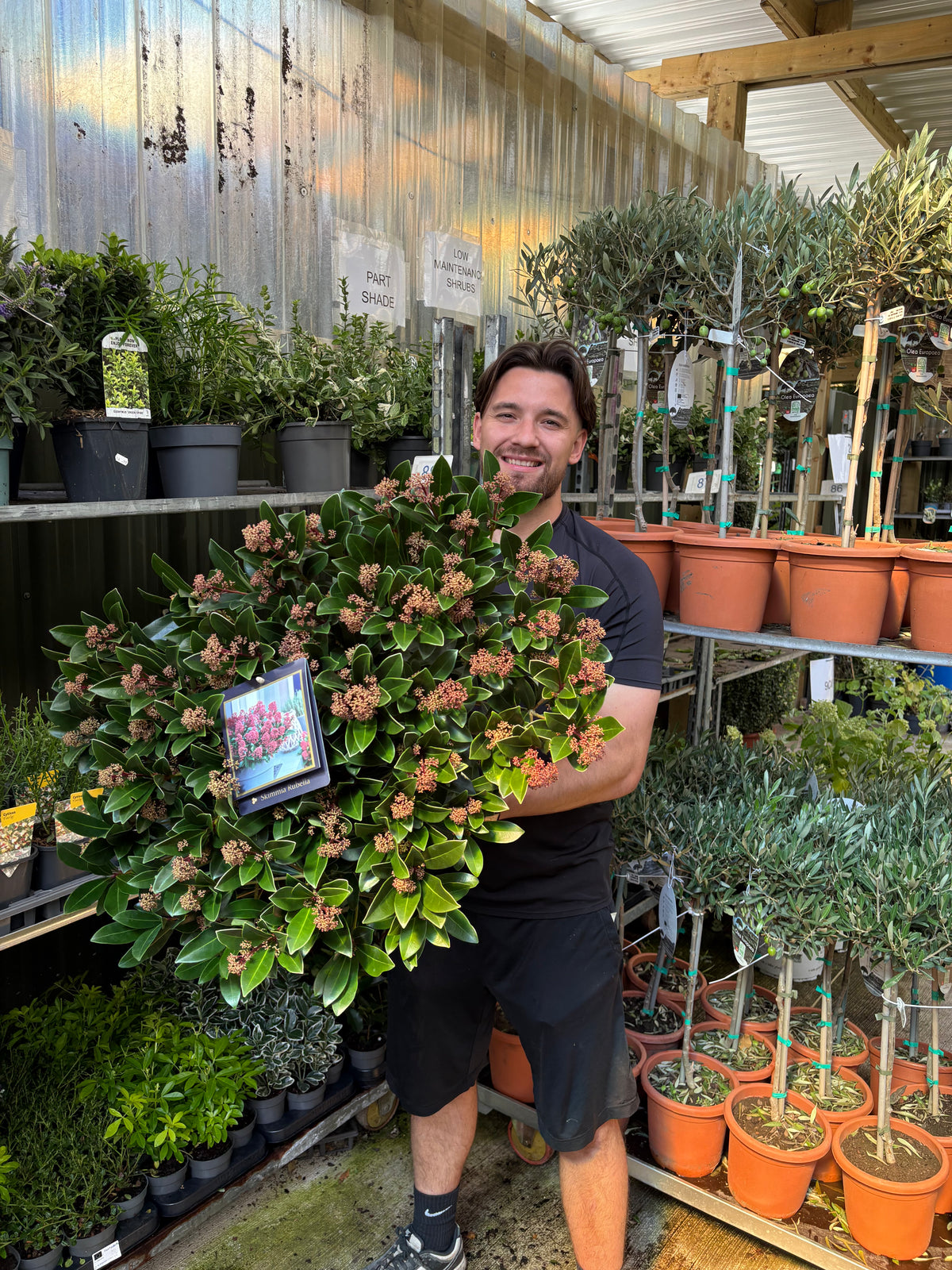 Skimmia japonica Rubella 9cm-12L