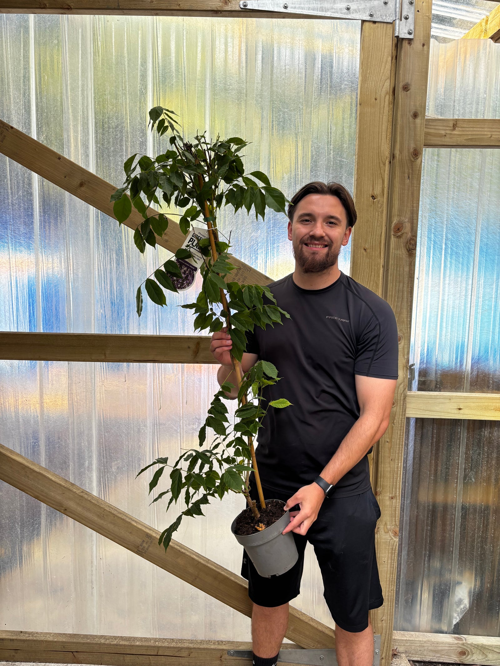 Wisteria sinensis Prolific 2L 100-120cm