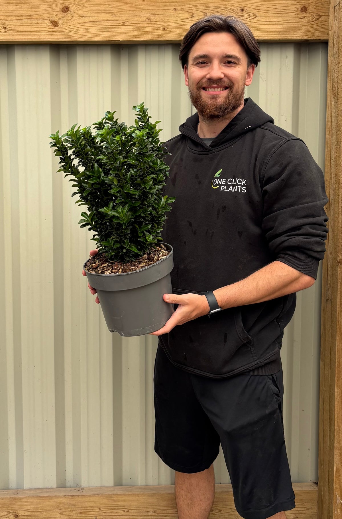 Euonymus japonicus 'Microphyllus' 5L (40-50cm inc. growers pot)