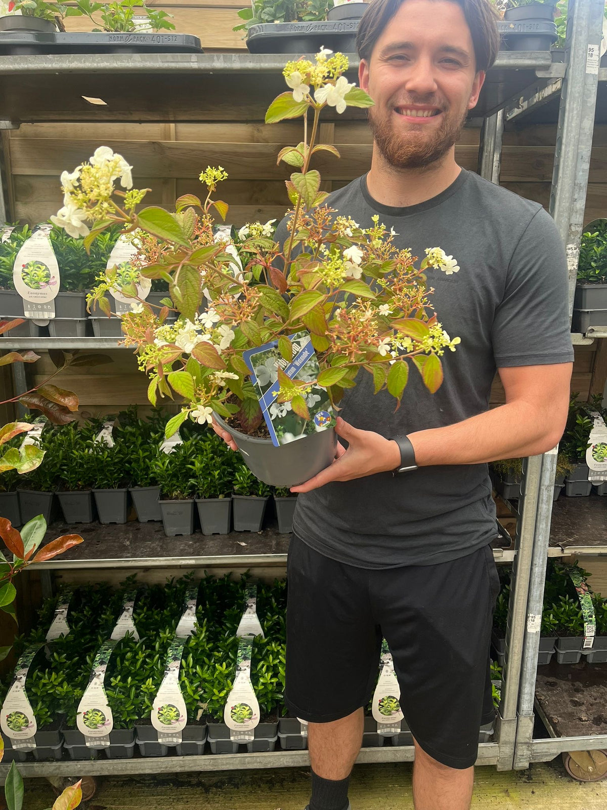 A man in a dark t-shirt and shorts smiles while holding a Viburnum pilcatum &#39;Watanabe&#39; - Japanese Snow Bush 3L, surrounded by rows of other potted plants at a garden center.